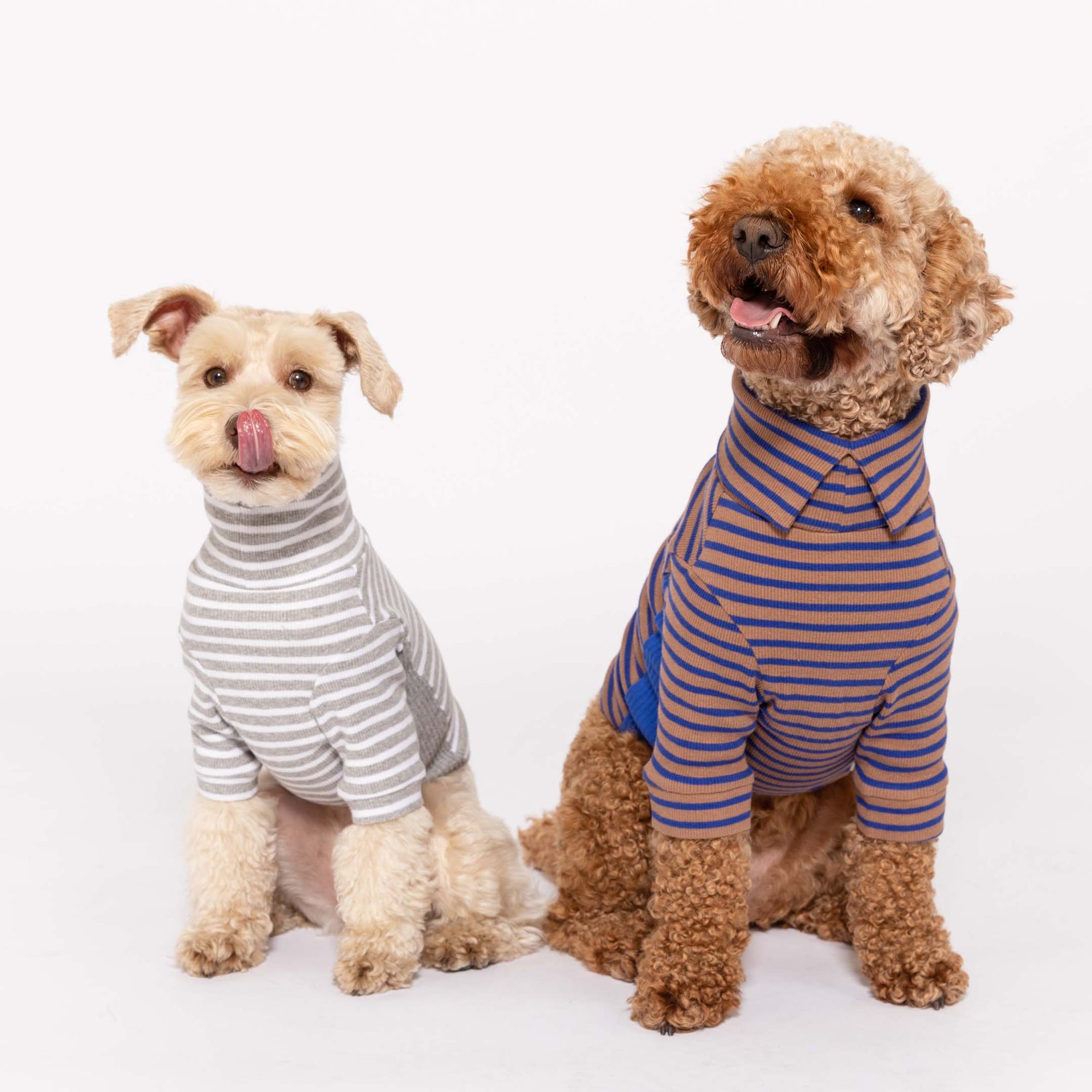  Two dogs against a white background: one is a light-coated terrier mix in a gray and white striped turtleneck sweater, tongue out, and the other is a curly-coated brown poodle mix in a cobalt and brown striped turtleneck sweater, smiling.