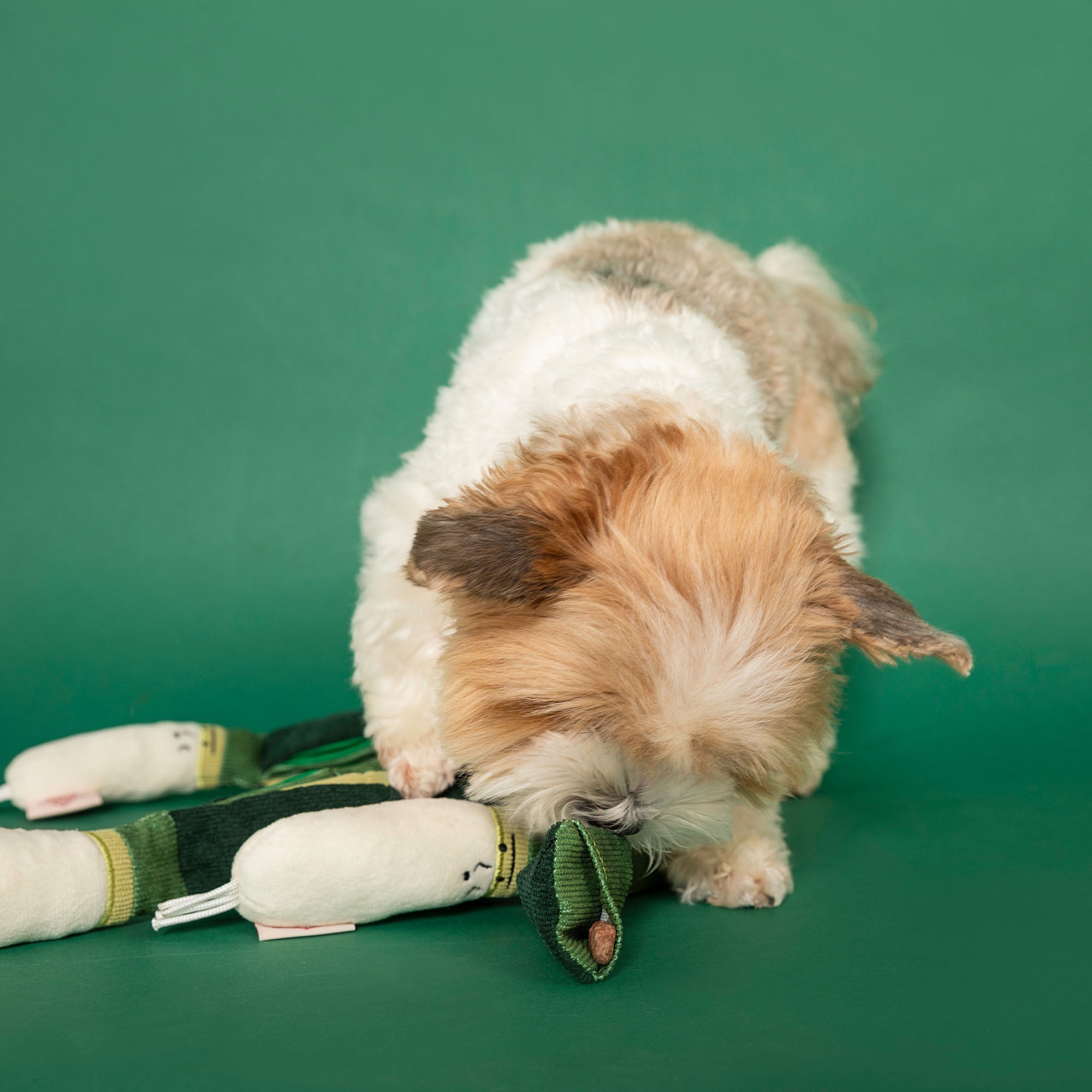 a small dog with a fluffy white and tan coat intently sniffing or biting a green onion-shaped dog toy. The toy is lying on the floor, and the dog's focus on it suggests a moment of discovery or the enjoyment of play, which is typical of engaging with a nosework toy designed for pets. The green background complements the green elements of the toy, highlighting the playful scene.