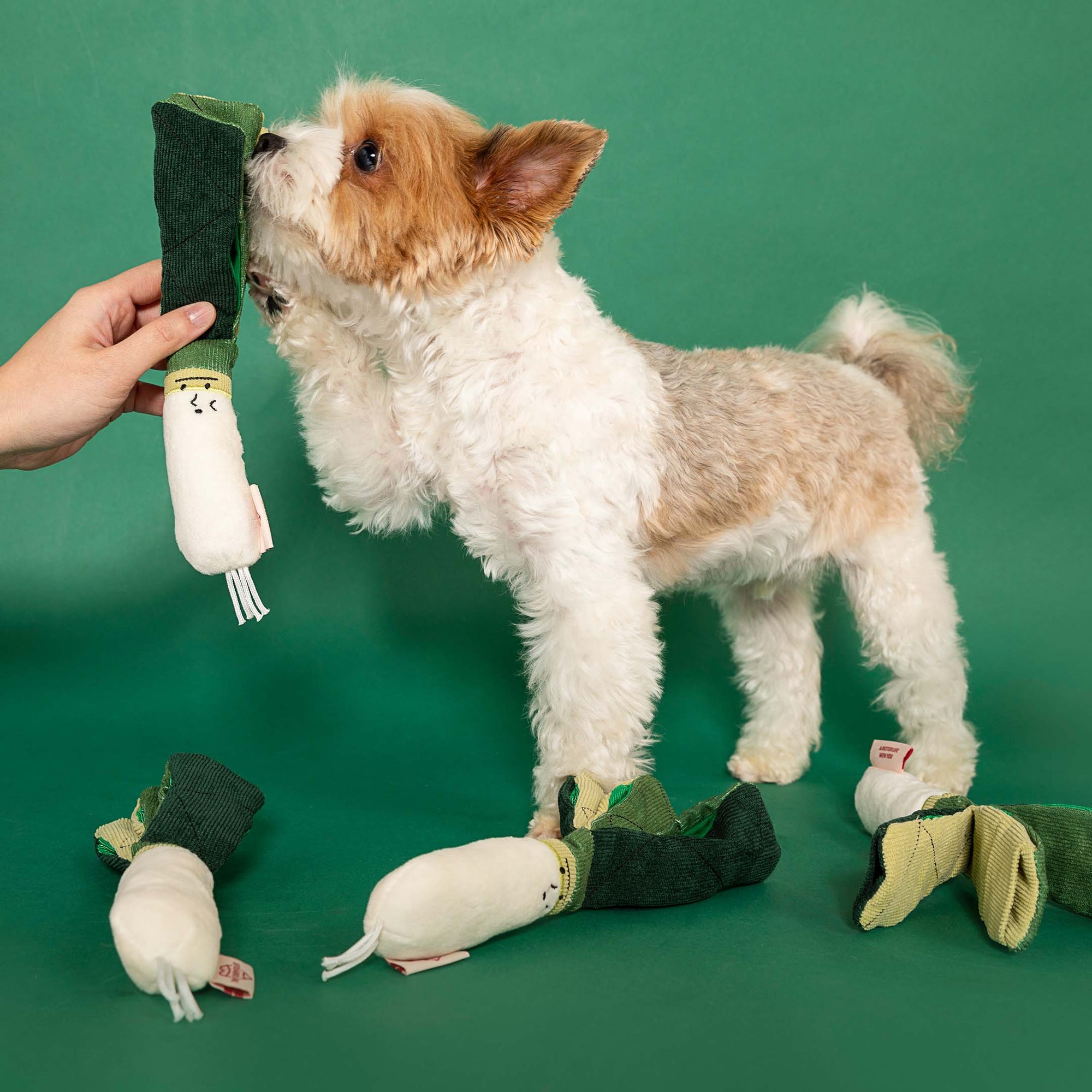 a fluffy white and tan dog on its hind legs, engaging with a green onion-shaped dog toy that a human hand is holding. The playful stance of the dog and its interaction with the toy suggest a lively and enjoyable playtime. Other similar toys are scattered on the green background, indicating a session of interactive play or training designed to stimulate the dog's senses and provide mental enrichment.