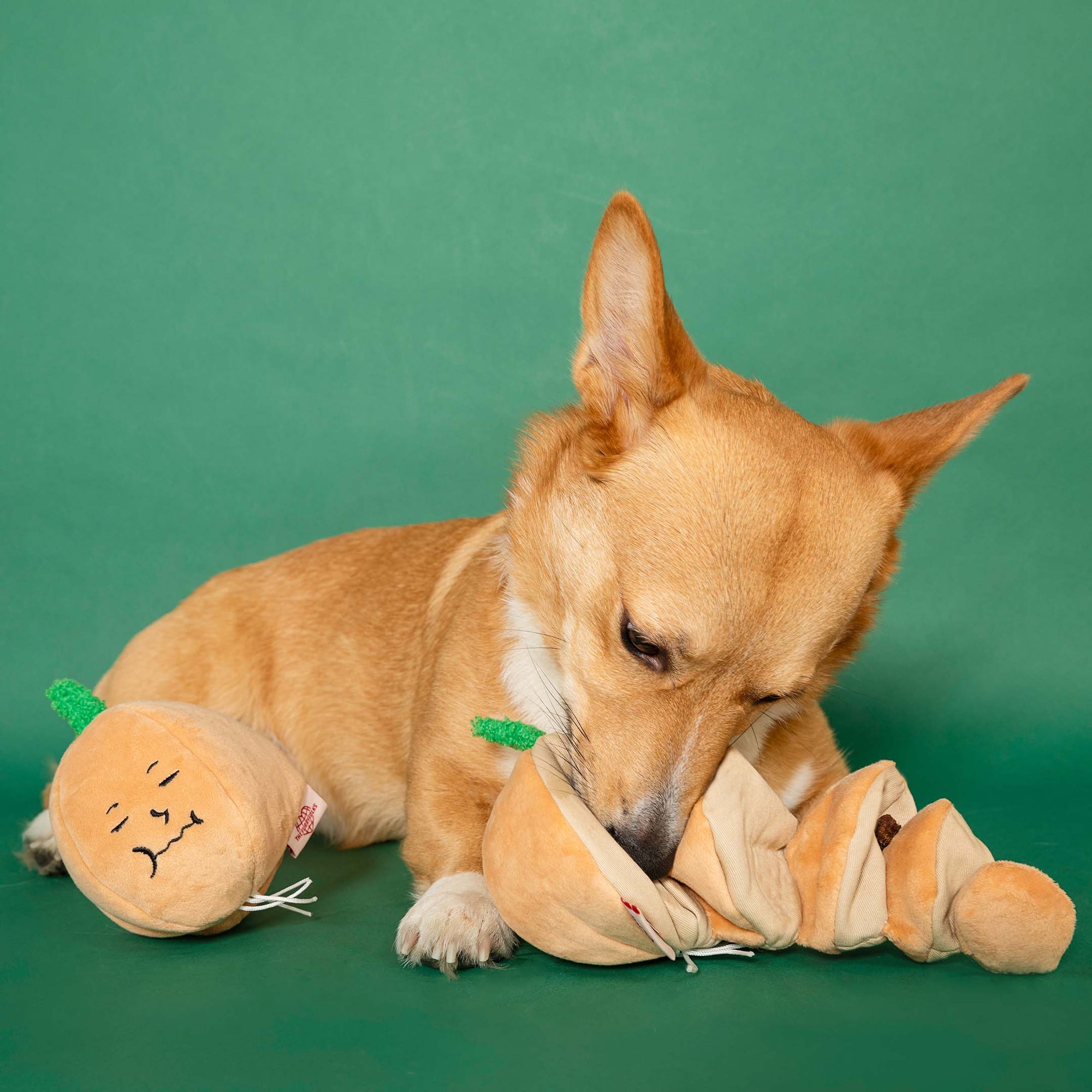 In the image, a tan corgi is attentively interacting with a yellow onion-shaped plush toy. The toy is in front of the dog, and its focused demeanor suggests it is engaged in play or investigation of the toy. The green backdrop complements the green accent of the toy's top, creating a harmonious color palette that highlights the dog and its activity.