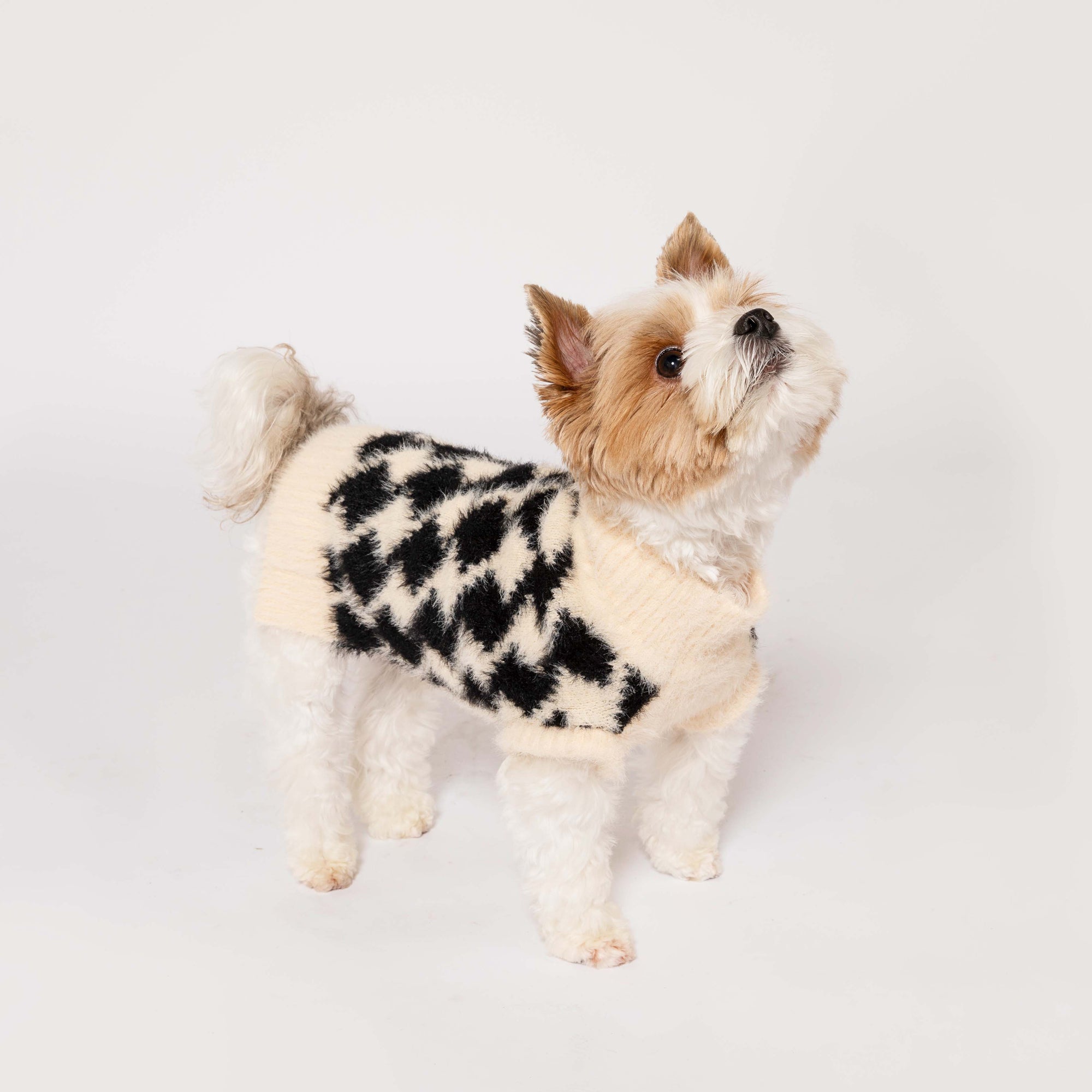 Alert and adorable Yorkshire Terrier mix wearing a beige sweater with black houndstooth design, looking upwards with curiosity, against a white backdrop.
