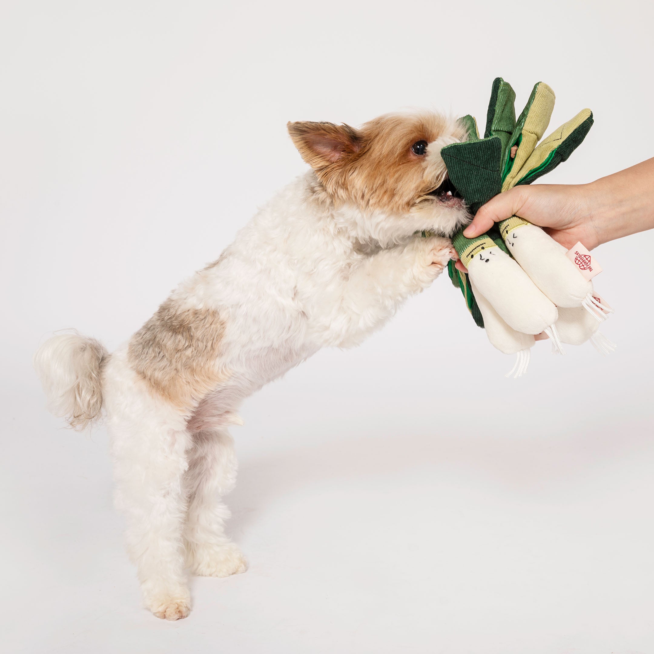 Fluffy dog playfully standing on hind legs to reach a green onion-shaped nosework toy held by a human hand, encouraging interactive play and scent detection training.