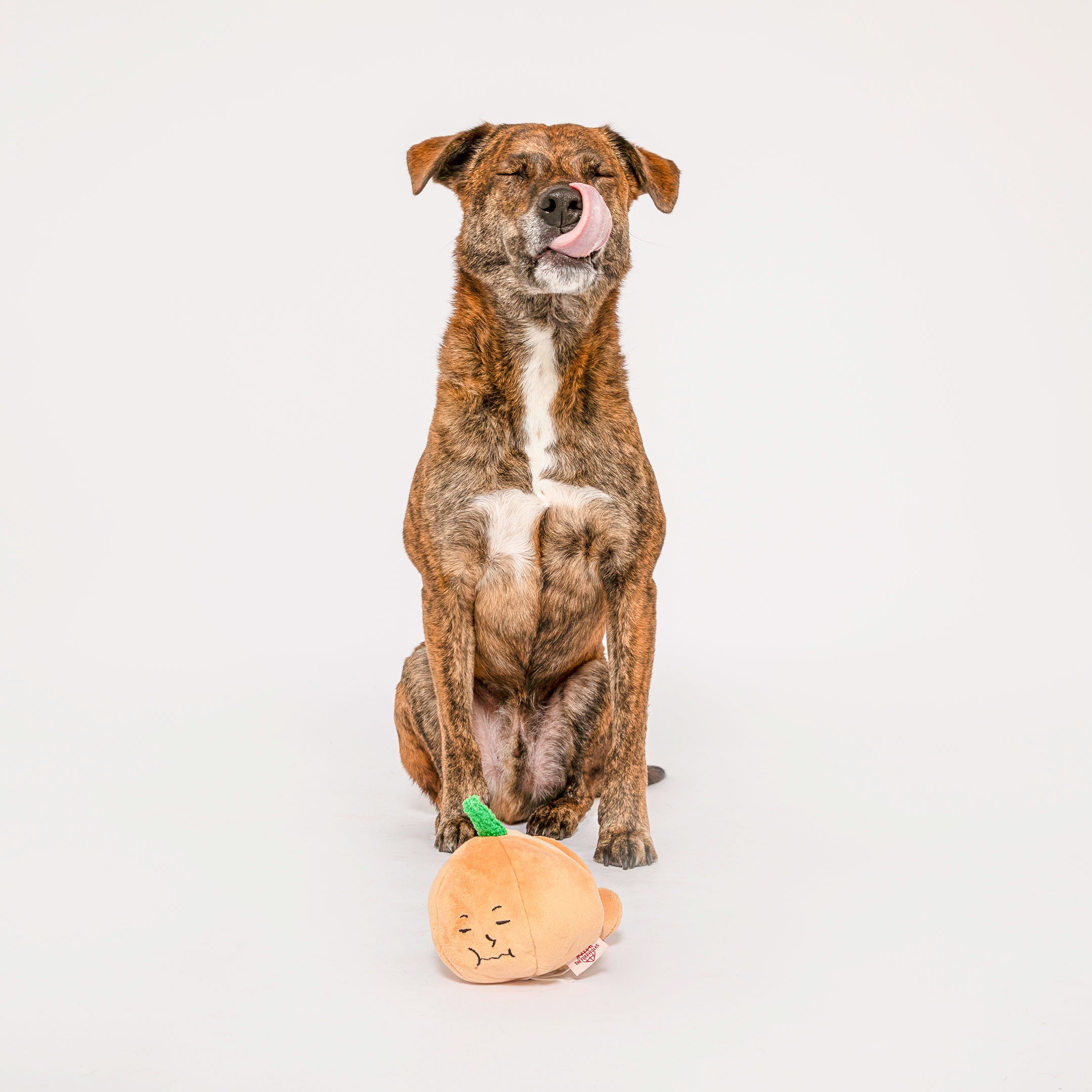 Brindle dog playfully licking its nose with a plush yellow onion dog toy in paws, ideal for interactive nosework training sessions.