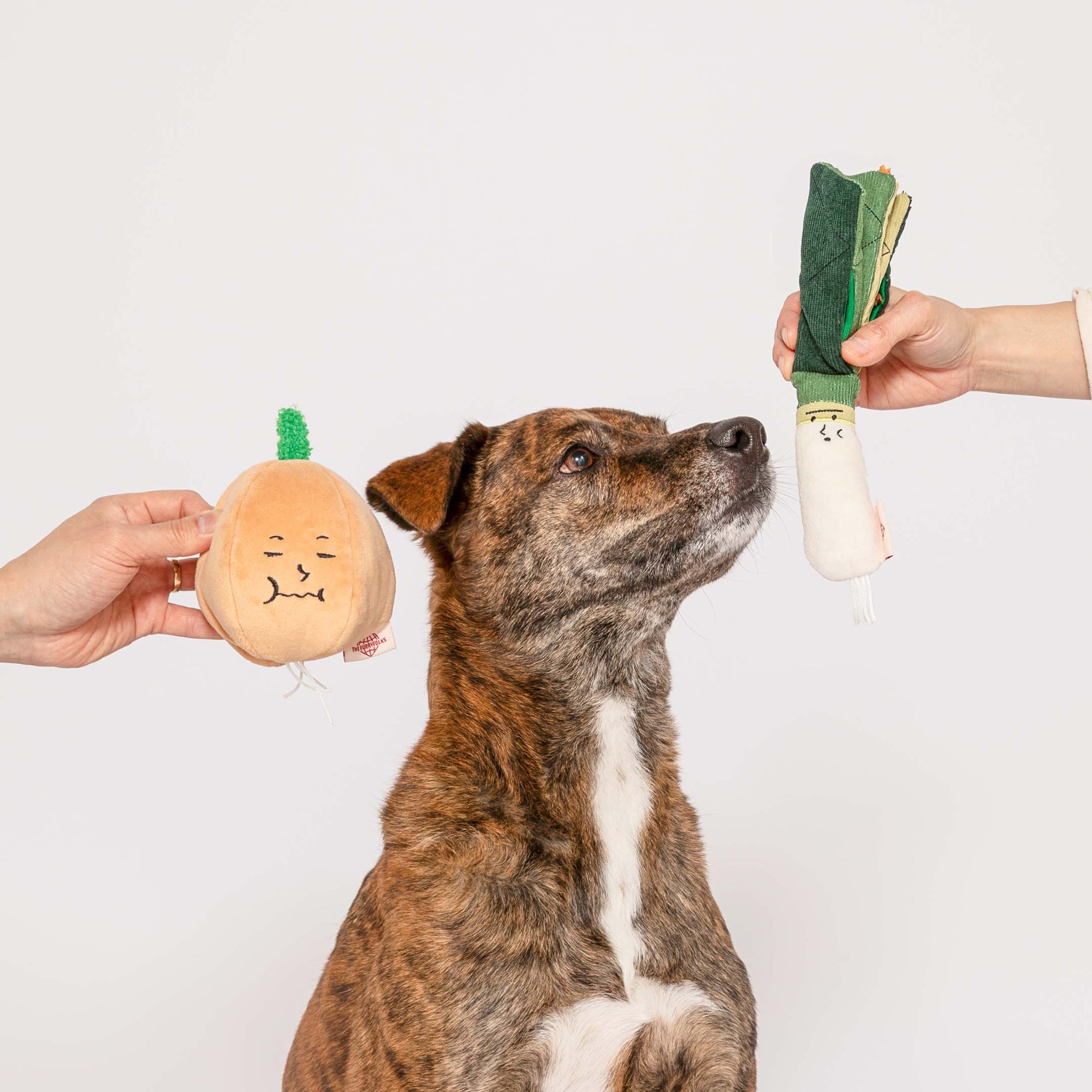 This image depicts a brindle dog looking attentively at a green onion-shaped plush toy being presented by a human hand, while another hand holds a yellow onion-shaped toy beside it. The dog's gaze directed towards the toys indicates interest and the potential for a playful interaction.