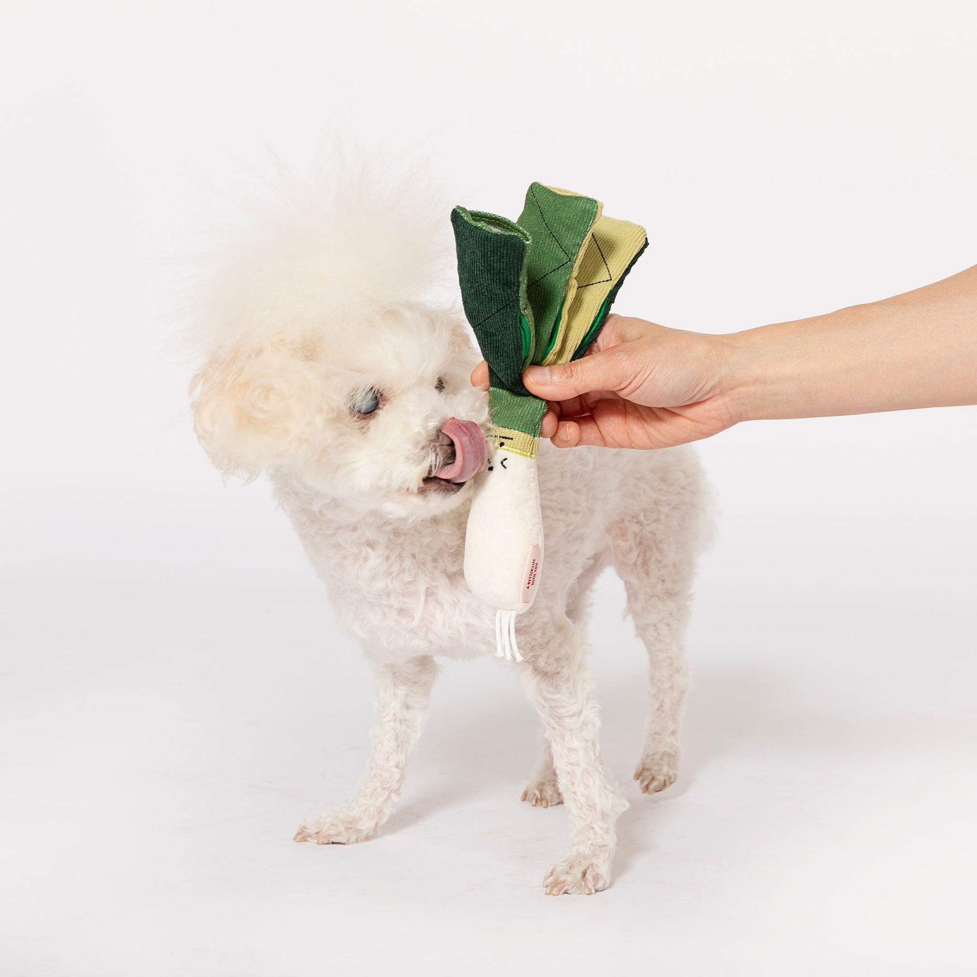 a white poodle with fluffy fur, playfully biting and licking a green onion-shaped dog toy being offered by someone's hand. The dog's attention is fixated on the toy, indicating a moment of interaction and playful engagement typical of scent work and cognitive play sessions with pets