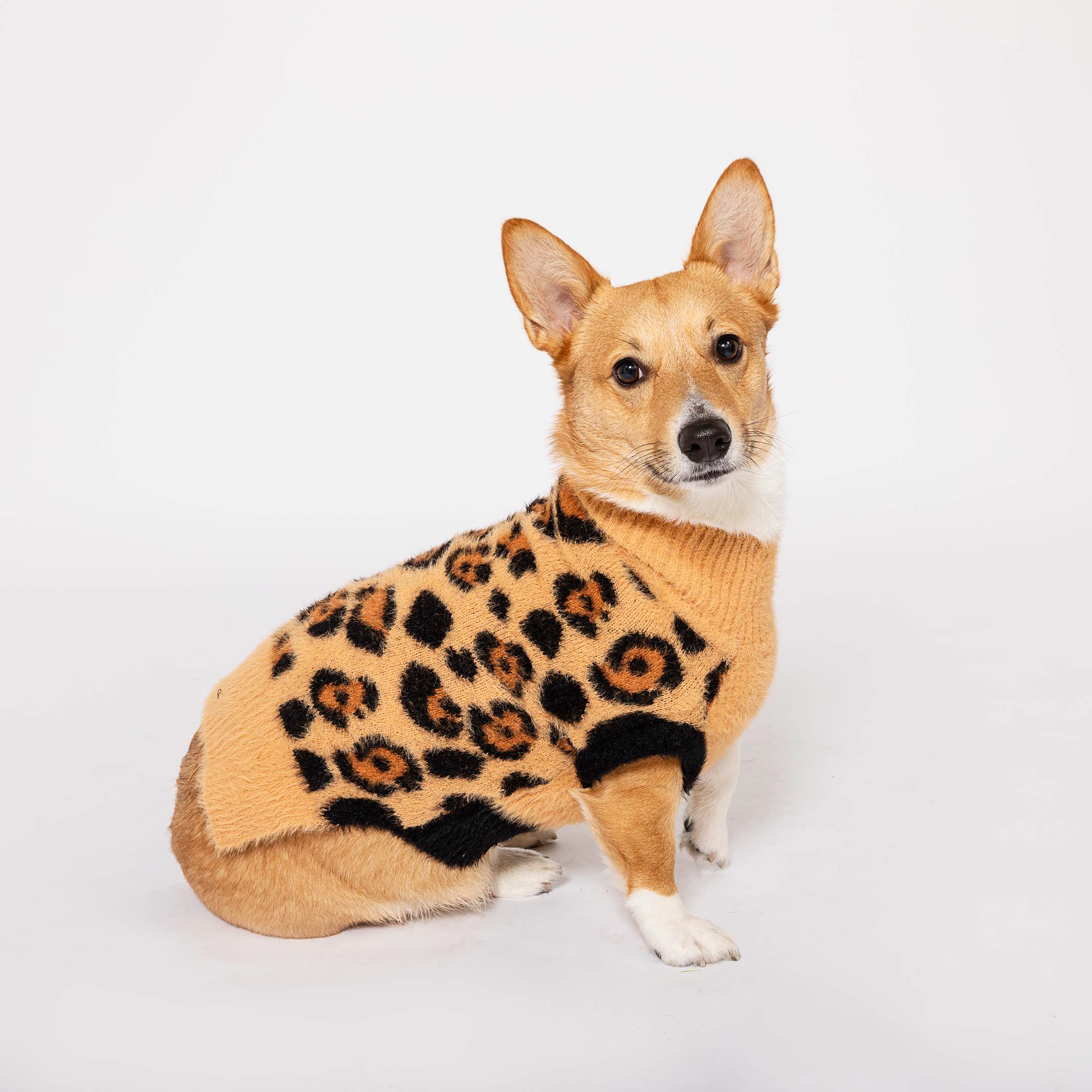 A Corgi dog looking poised in a tan and black leopard print sweater, offering a blend of wild style and cozy comfort, set against a white background.