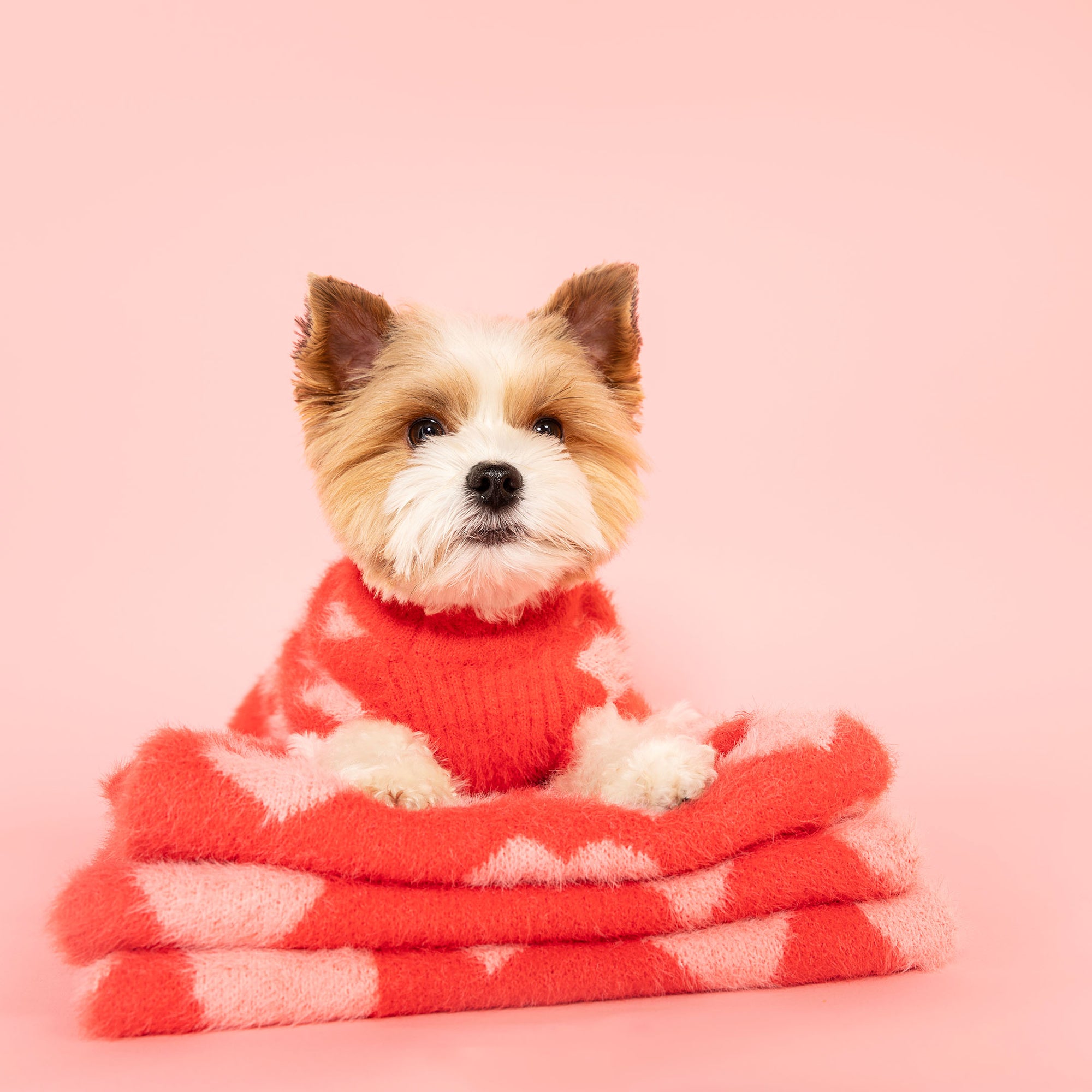 Adorable Yorkshire Terrier mix peeking out from a pile of cozy red and pink heart-patterned sweaters, set against a matching pink background.