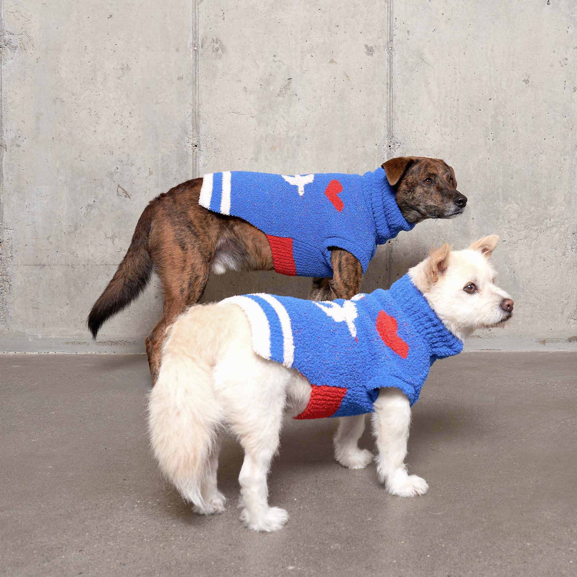 Two dogs, a brindle one and a white one, in blue "The Furryfolks" love bird sweaters against a grey concrete wall.