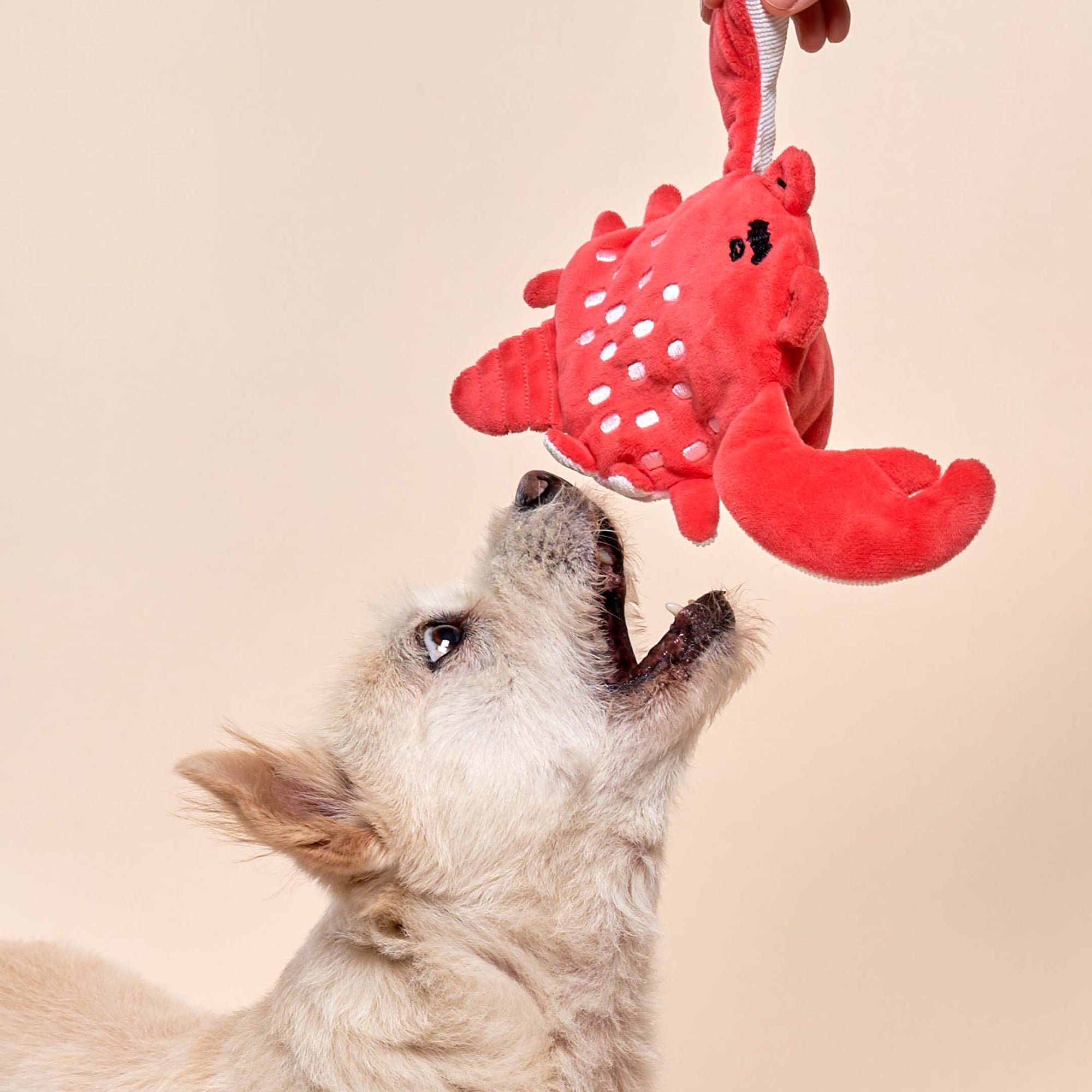 In the photo, a small light-colored dog is looking up with anticipation at a red plush crab toy being dangled above by a person. This moment captures the pet's interest in play, suggesting an interactive and enjoyable experience.