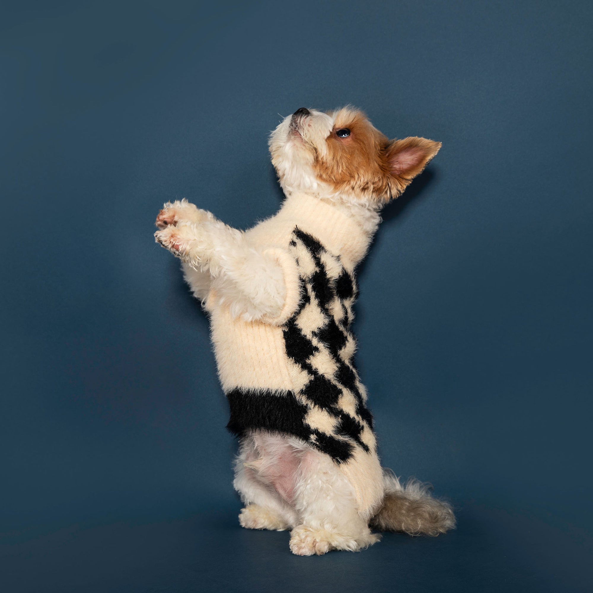 A Yorkshire Terrier mix dog stands on its hind legs, clad in a cozy beige sweater with a black houndstooth pattern, against a dark blue background.