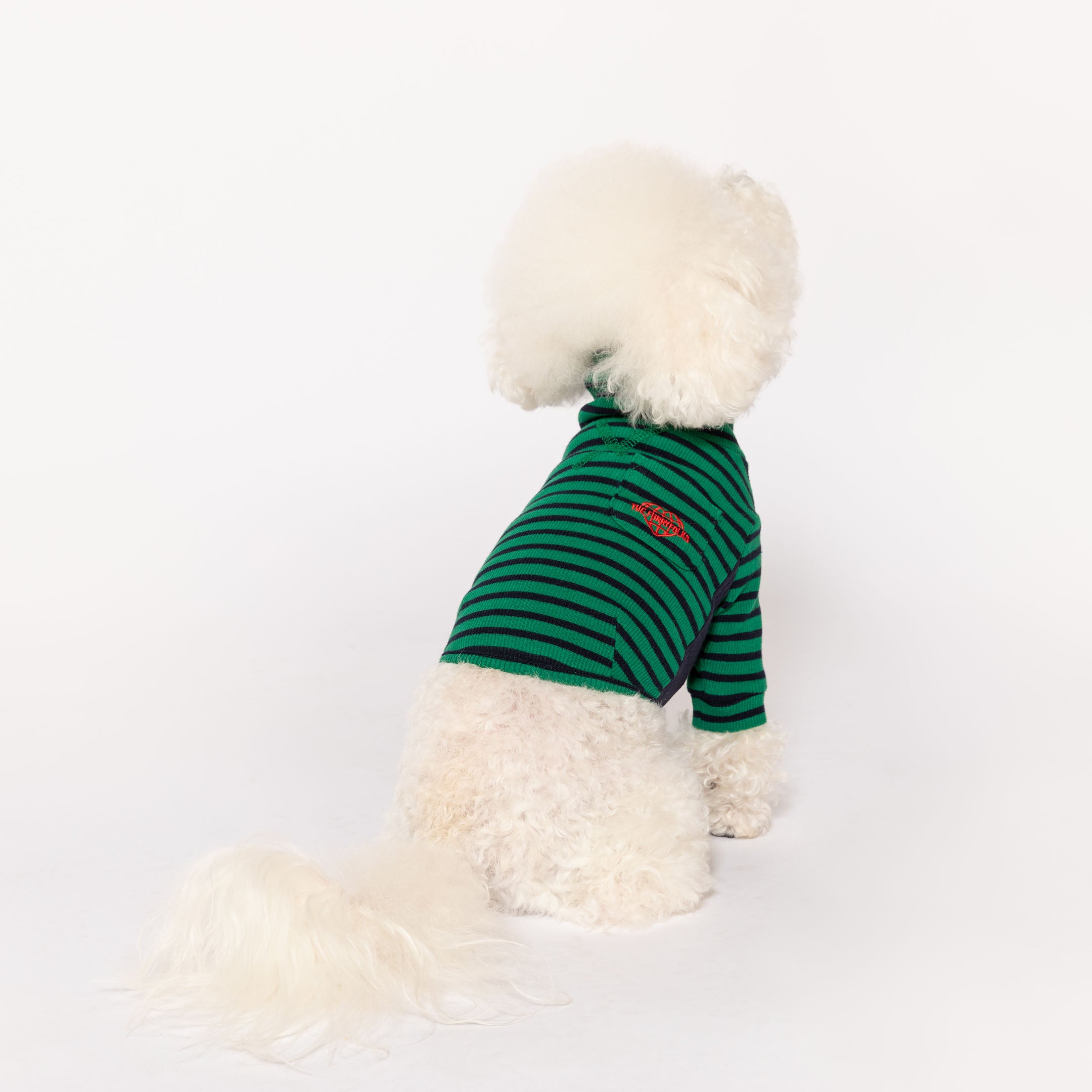 Elegant Bichon Frise in a green striped shirt with back turned, showcasing the latest dog fashion trend.