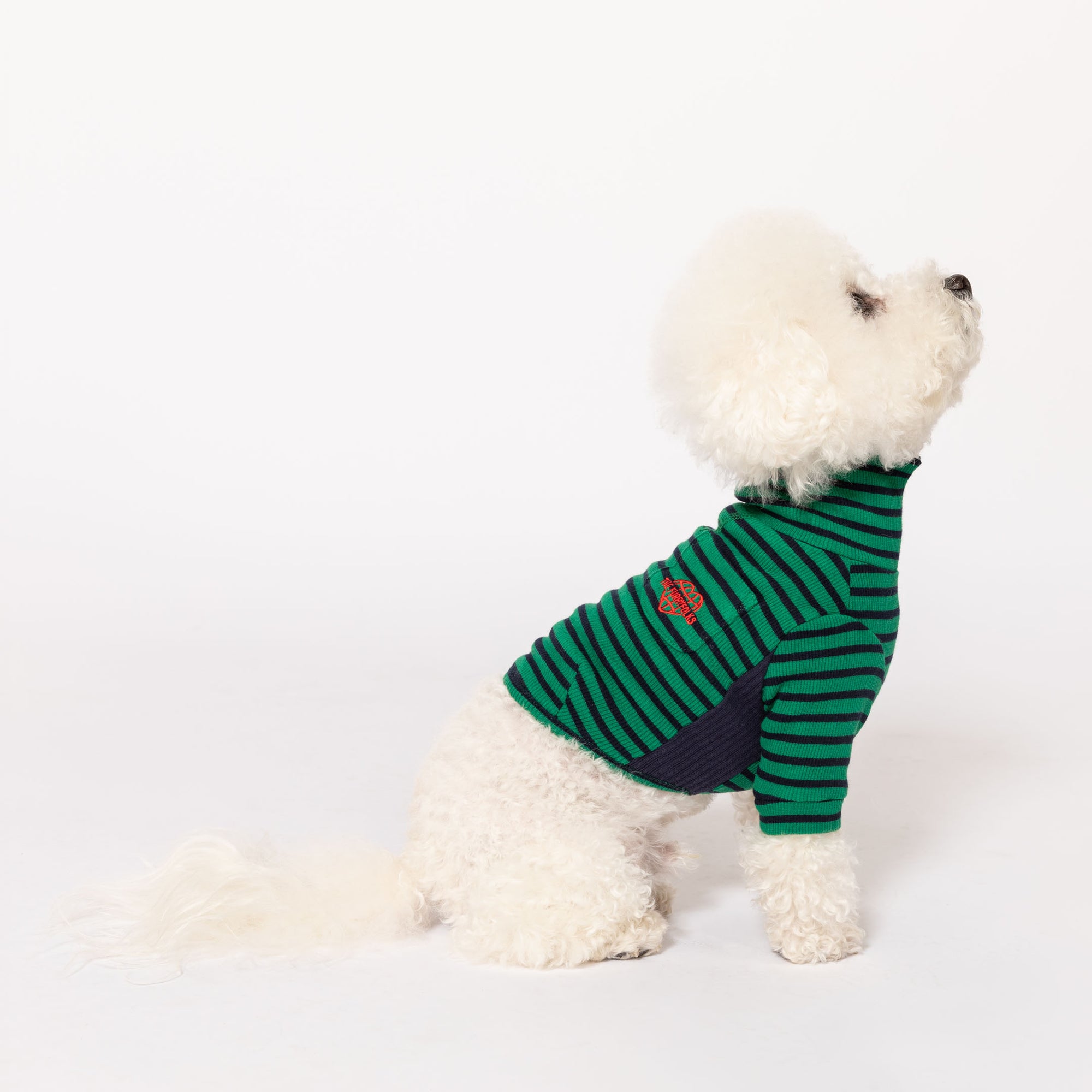 Proud Bichon Frise in a green and navy striped shirt, looking up and ready for fun in this smart pet attire.