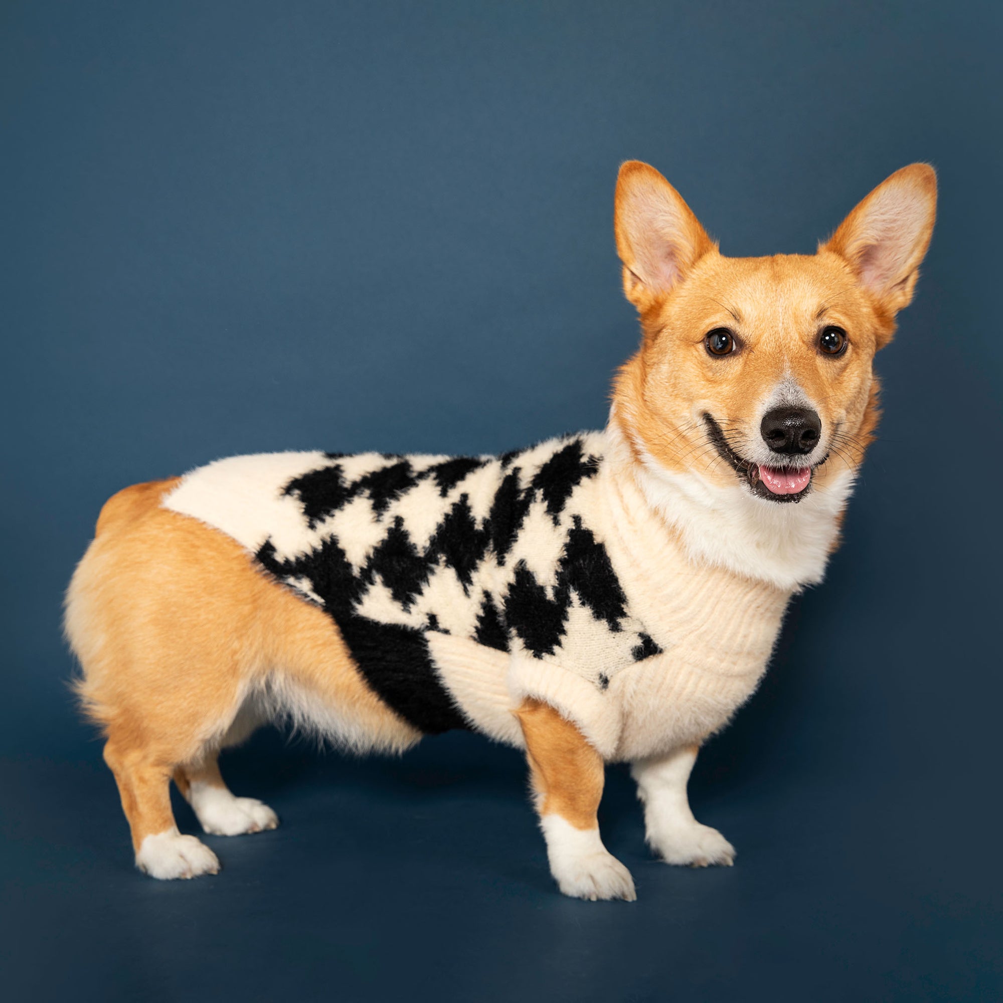 Smiling Corgi dog proudly wearing a beige and black houndstooth sweater, posing with a confident stance against a blue background.