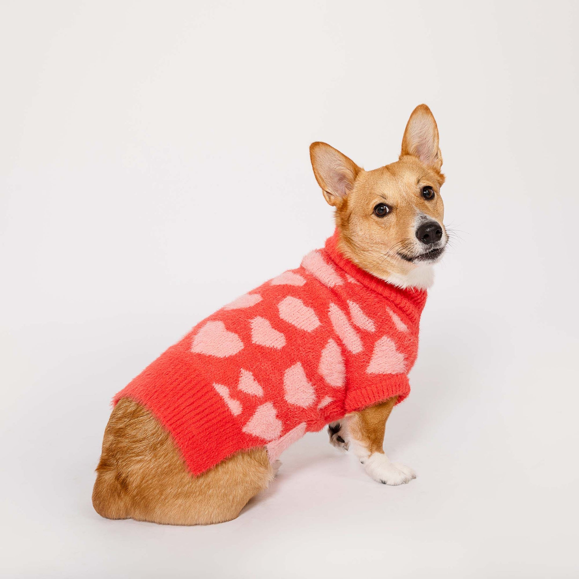 Alert Corgi dog in a vibrant red and pink heart-patterned sweater, looking off-camera with a smart expression, against a clean white background.