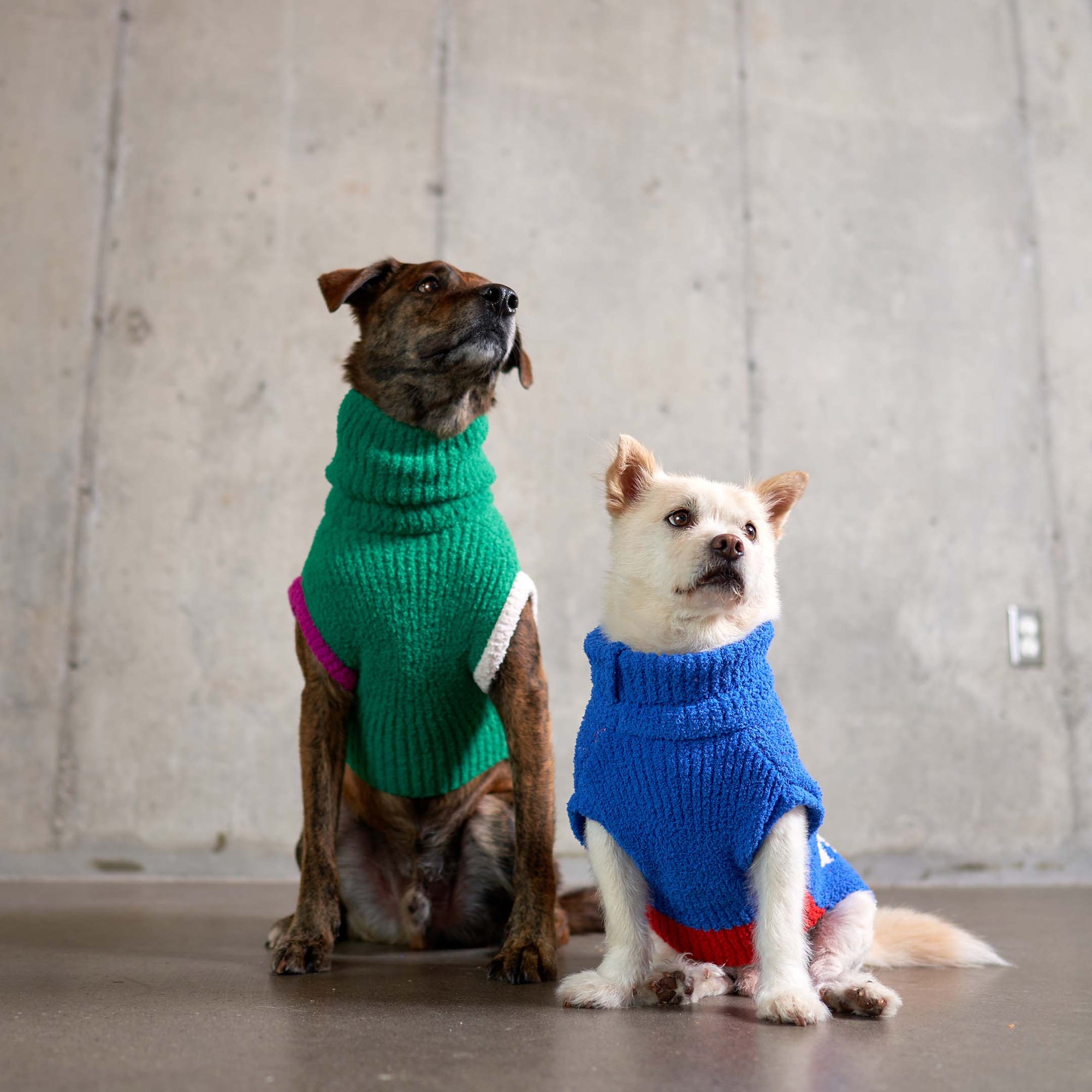 A brindle dog in a vibrant green "Uniquely You" sweater and a smaller dog in a blue sweater with a red hem gaze upwards against a minimalist concrete background, embodying a stylish and attentive demeanor.