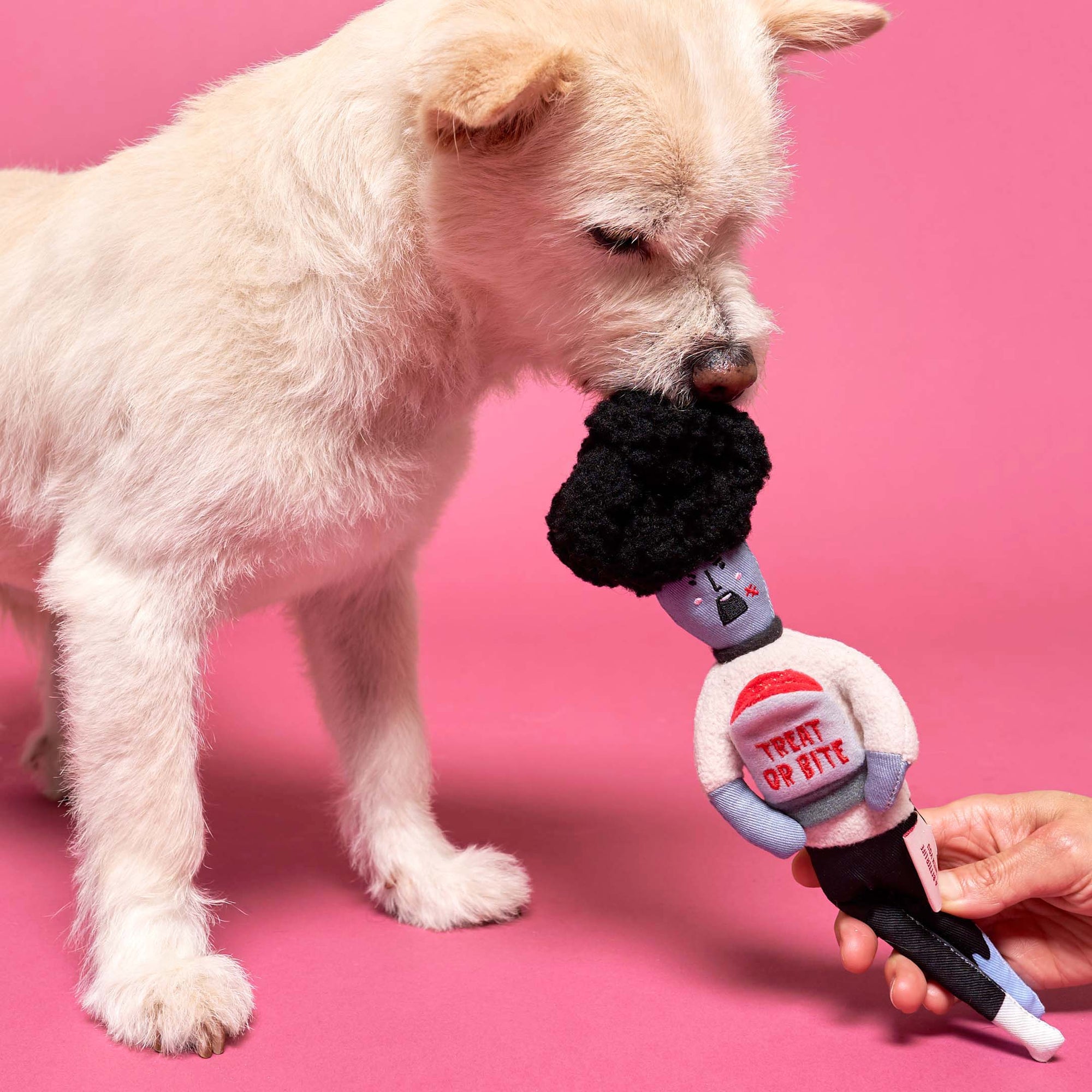 The image depicts a light-furred dog interacting with a plush zombie-themed toy presented by a human hand. The toy, featuring a playful "TREAT OR BITE" slogan, is being sniffed by the dog, indicating curiosity or the beginning of play. The vivid pink background contrasts sharply with the dog's light coat and the toy's gray and black colors, drawing the viewer's focus to the interaction between the dog and the toy.