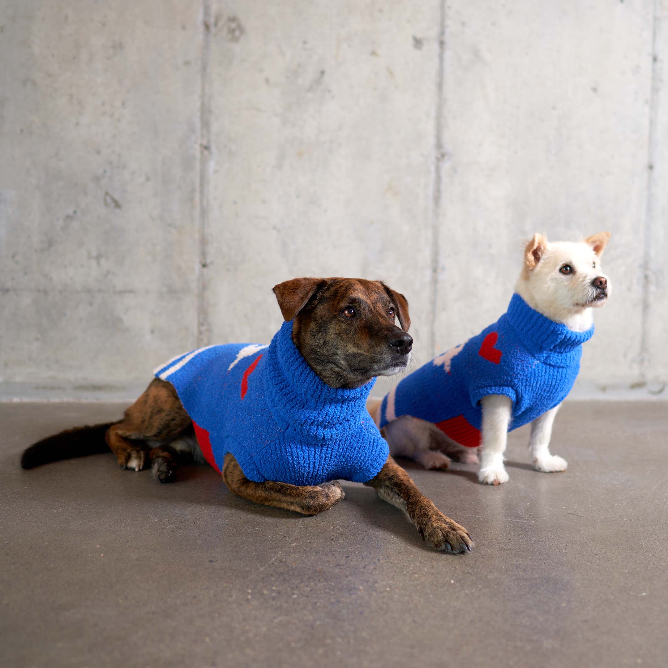 Dogs clearance wearing sweaters