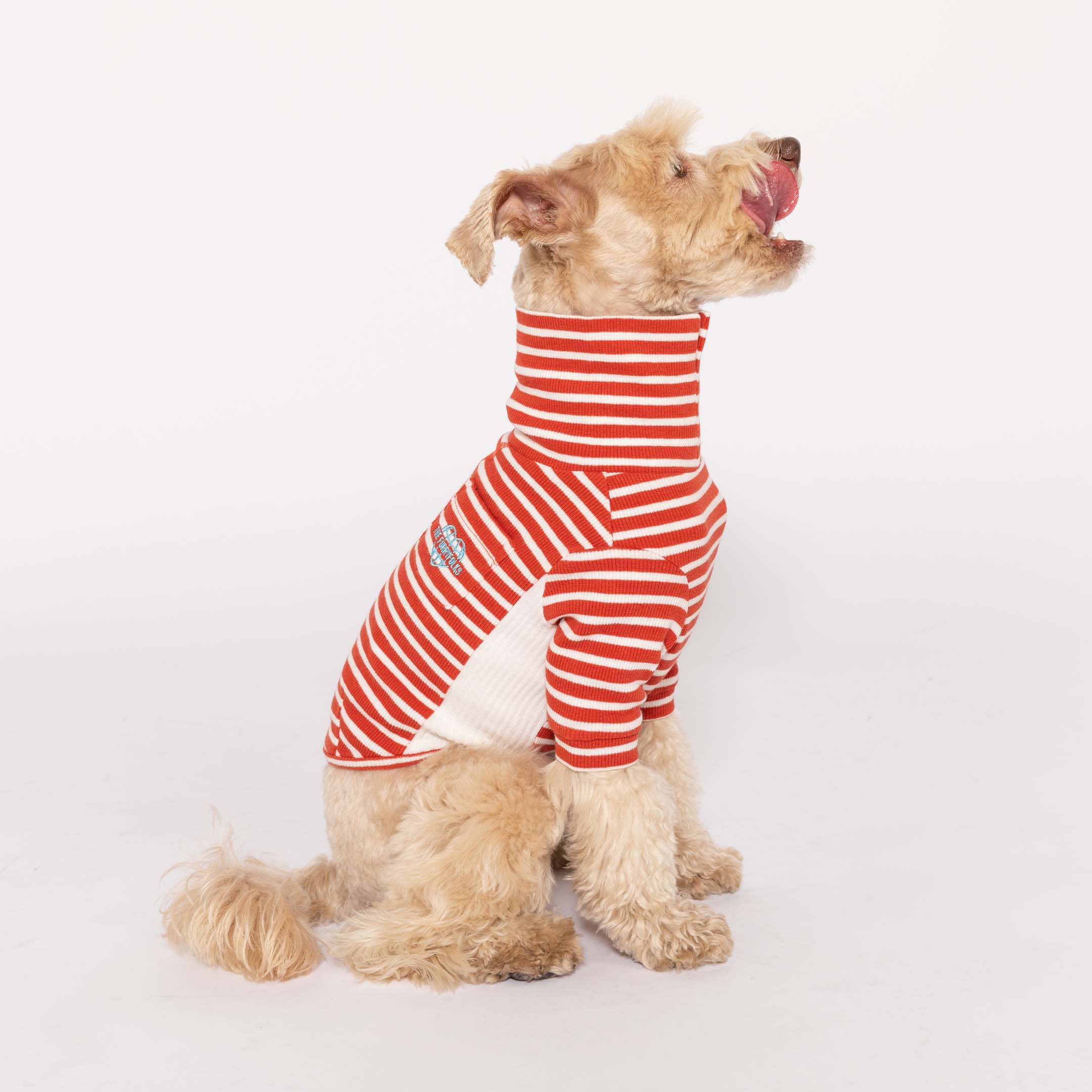 Adorable Schnauzer in a Rust & Ivory  striped turtleneck with a playful heart logo, posing with a cheerful expression.