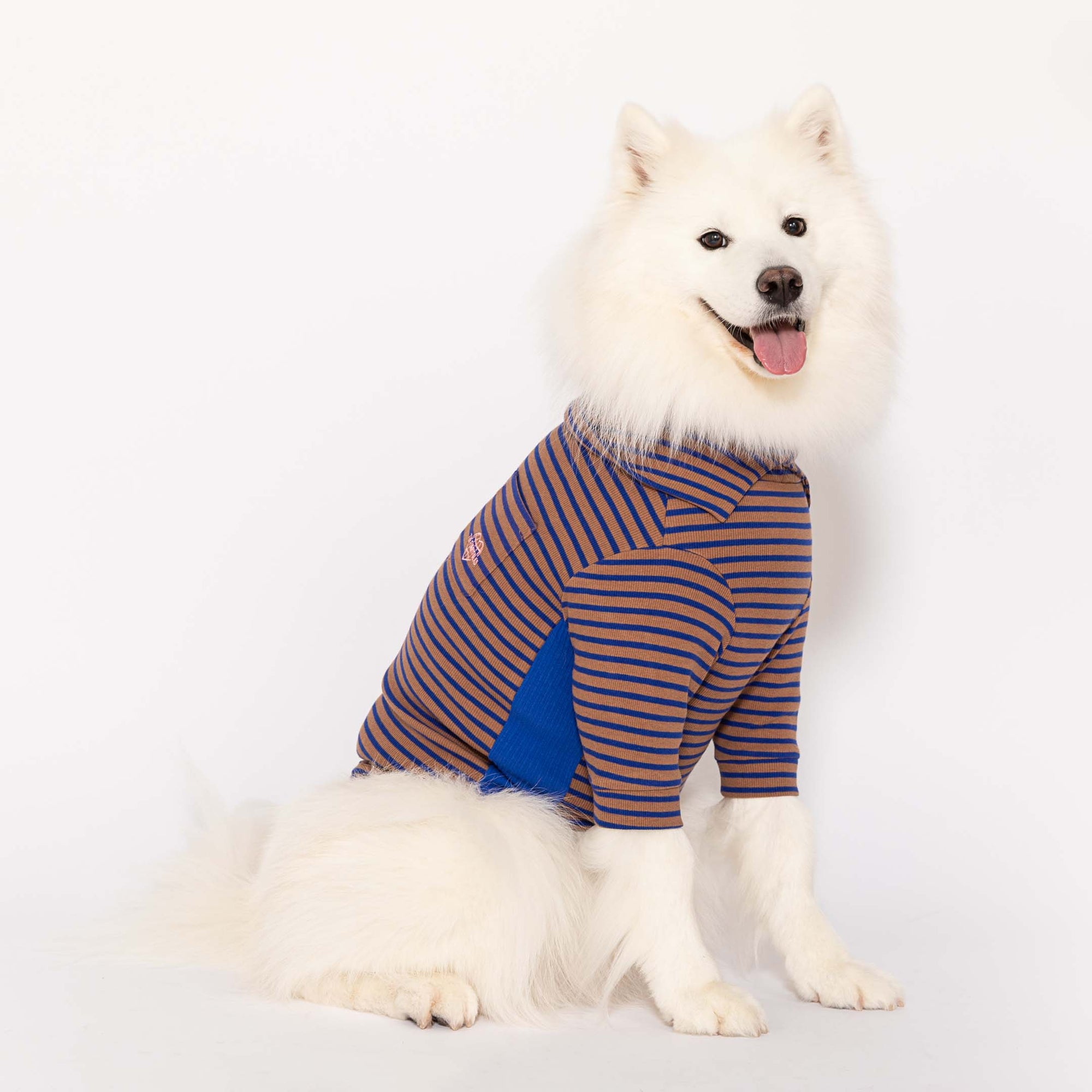 Smiling white Samoyed wearing a stylish Cobalt and Brown striped shirt, perfect for large breed dog fashion.