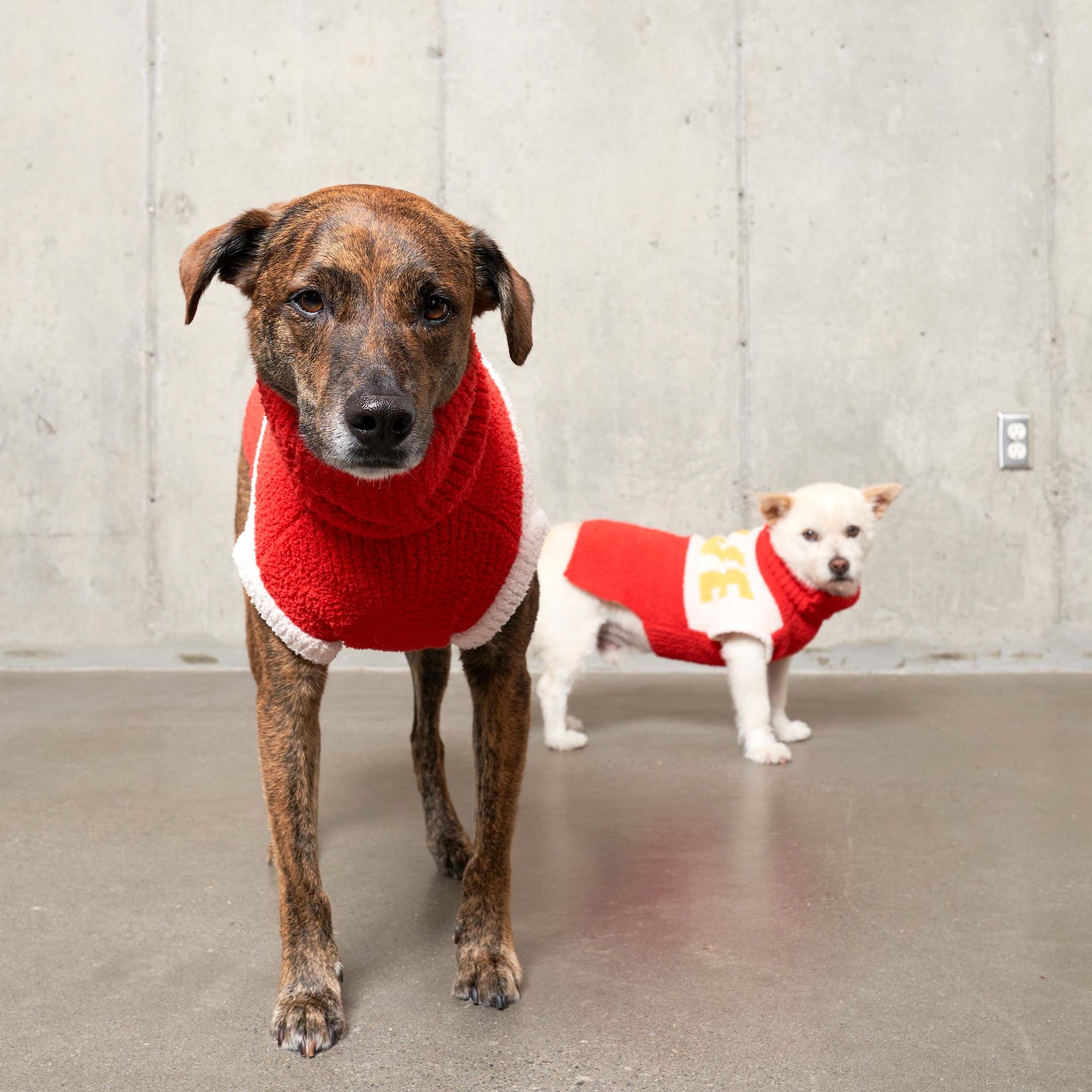  A large brindle dog in a vivid red turtleneck sweater stands in front, with a small white companion dog sporting a matching red sweater with a unique emblem, capturing a moment of canine fashion.