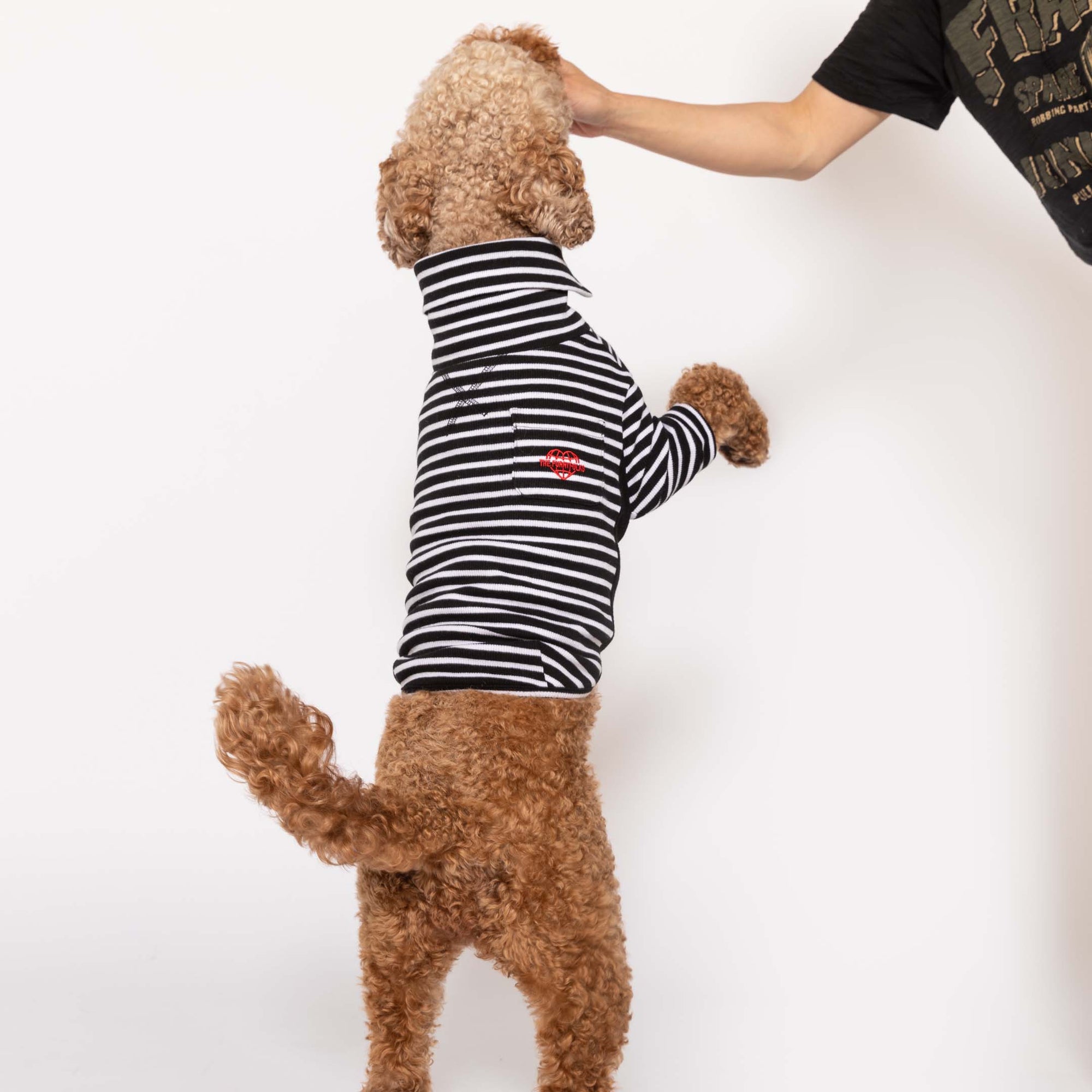 Joyful Poodle wearing a chic black and white striped dog shirt with a cute heart logo, standing on hind legs.