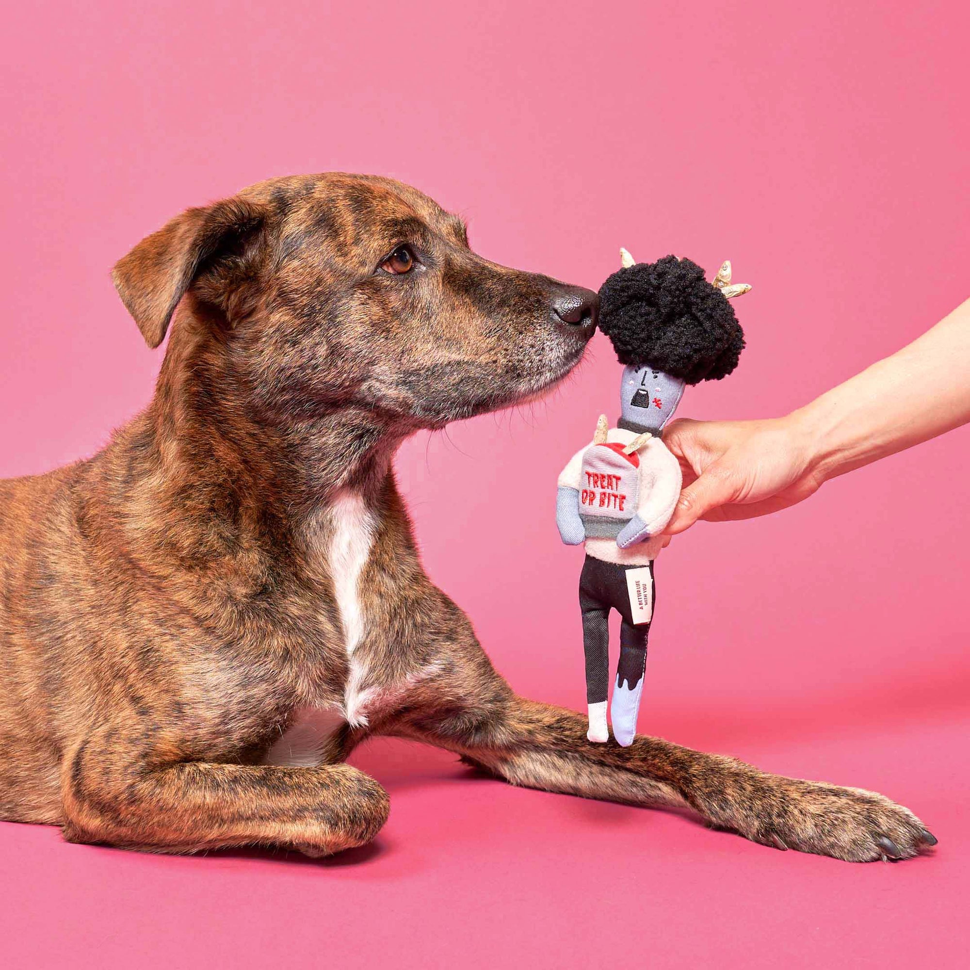In the photograph, a brindle dog is seen attentively looking at a plush toy being offered by a human hand. The toy, designed with zombie features and antlers, bears the phrase "TREAT OR BITE" on its front. The toy's quirky design is clearly meant for interactive play, possibly hiding treats for the dog to find. The bright pink background adds a vivid contrast, emphasizing the interaction and highlighting the colors of the dog and the toy.