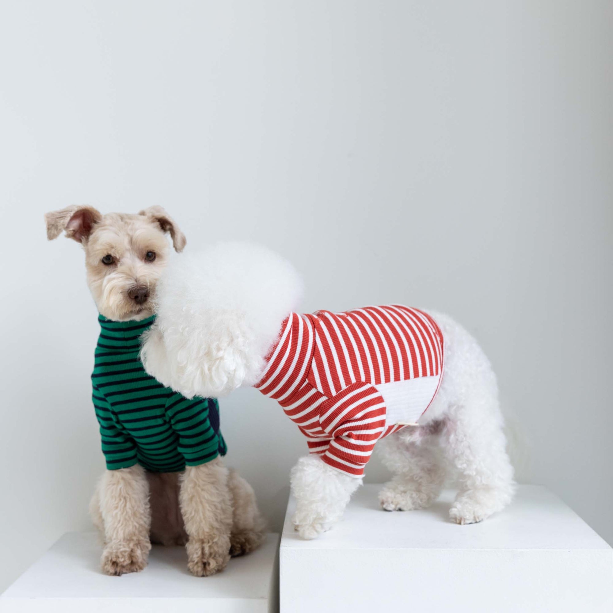 Two dogs in striped shirts: a Schnauzer in green and navy, and a Bichon Frise in red and white, on a playful encounter.