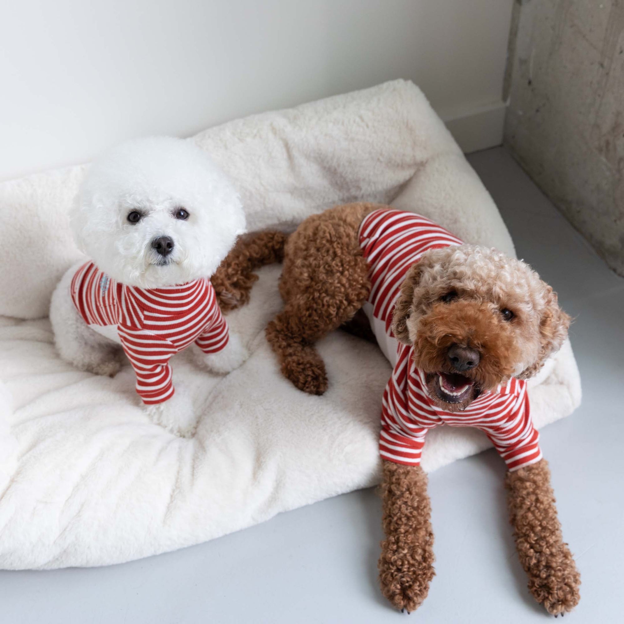 A white Bichon Frise and a brown poodle mix on a cream cushion, both wearing matching Rust & Ivory striped. The Bichon Frise looks at the camera, while the poodle mix lays sprawled with an open-mouthed smile.