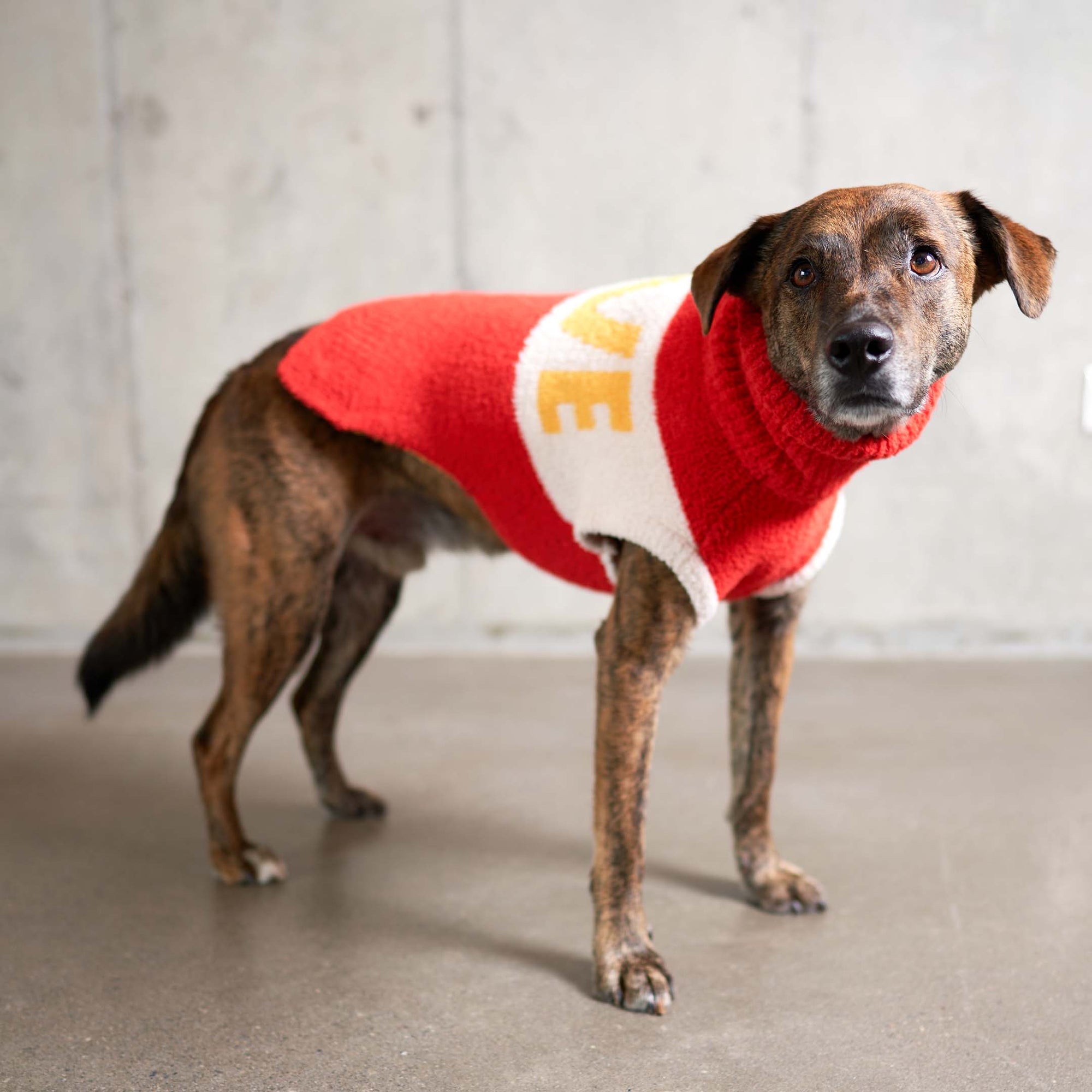 A brindle dog with a watchful gaze models a vibrant red and white sweater, the word "LOVE" adding a splash of warmth and affection to the image.
