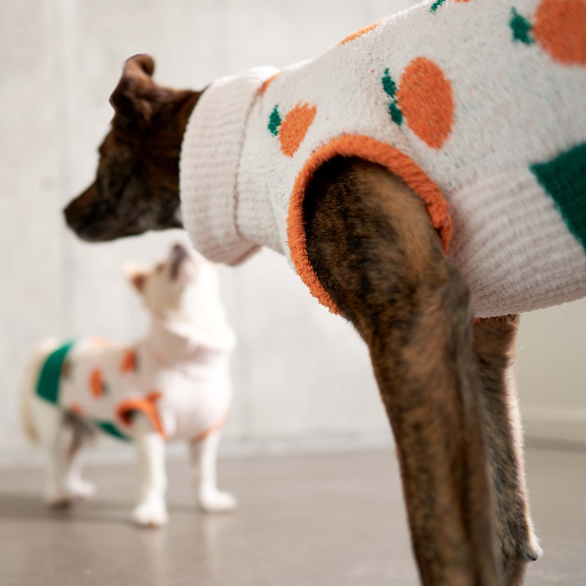  Two dogs wearing stylish "The Furryfolks" orange sweaters, one showcasing the back with a carrot pattern, adding charm to pet fashion.