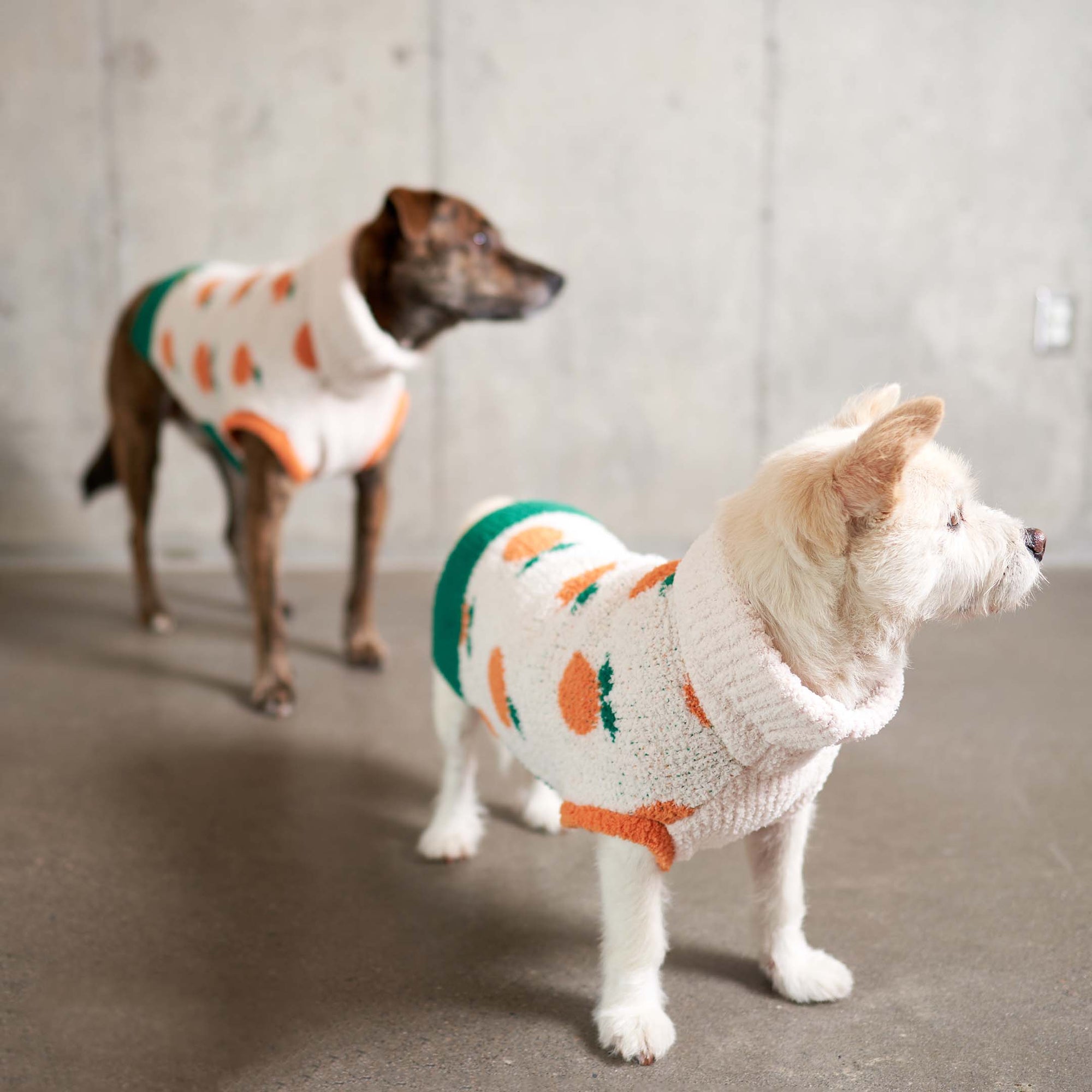  Brown and white dogs wearing "The Furryfolks" orange sweaters, capturing a cozy, stylish vibe, perfect for cool weather.