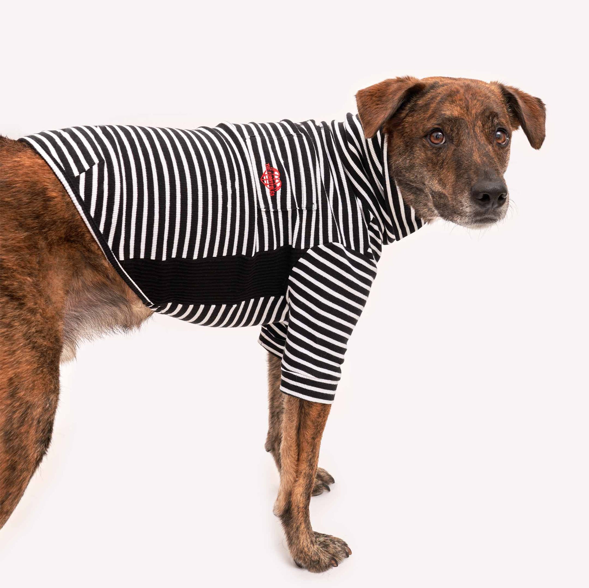 Brindle dog posing in a black and white striped shirt with red heart detail, perfect for stylish pets
