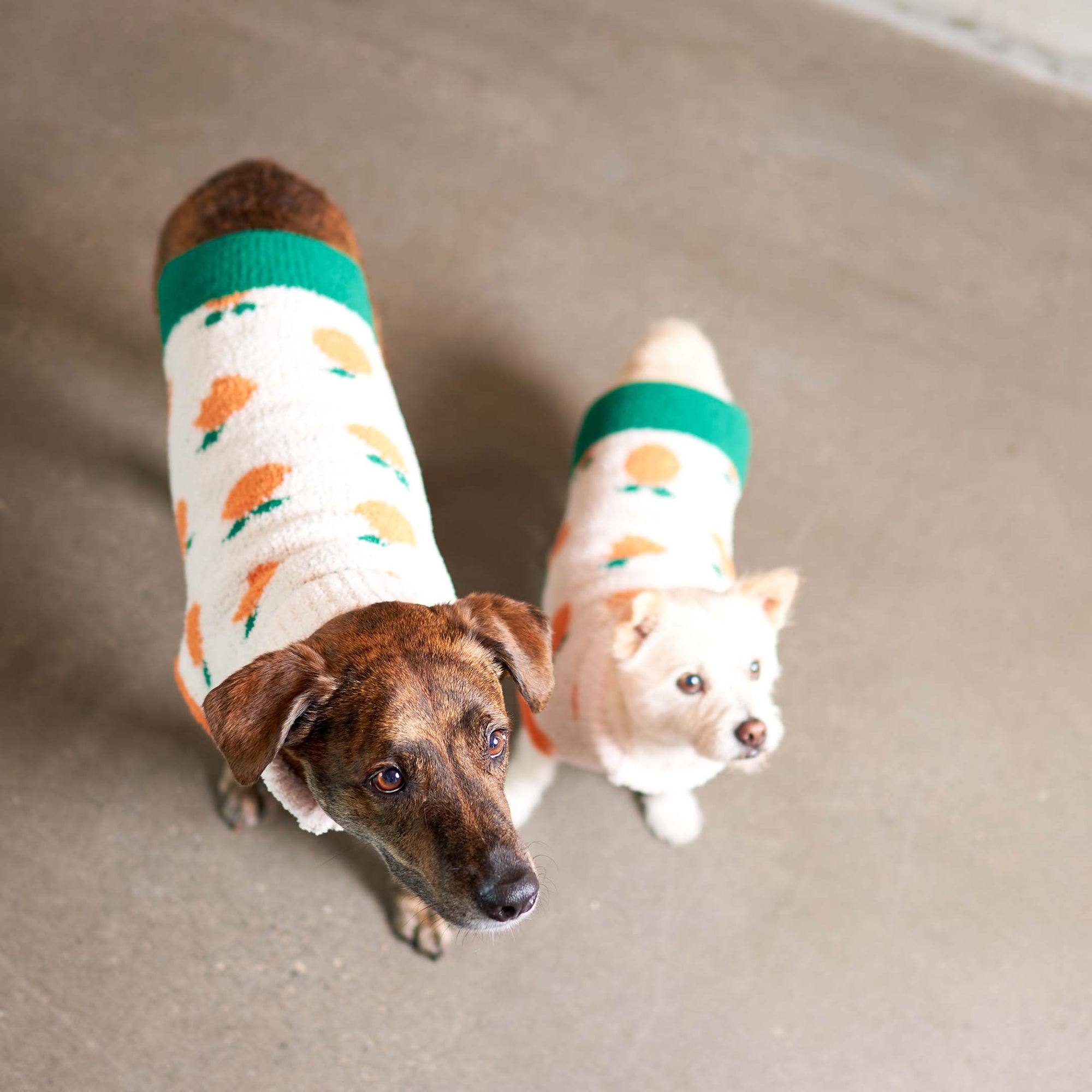 Two adorable dogs in matching "The Furryfolks" sweaters with orange motifs, exuding warmth and charm in their cozy, fashionable outfits.