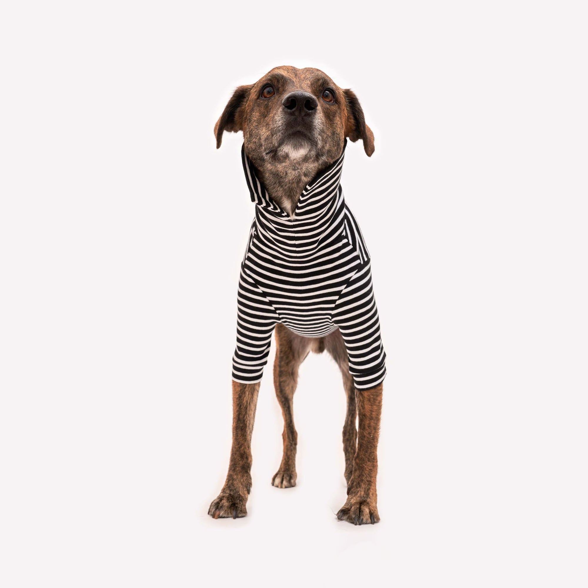 Attentive brindle dog models a snug black and white striped turtleneck shirt with a heart emblem, showcasing pet fashion.