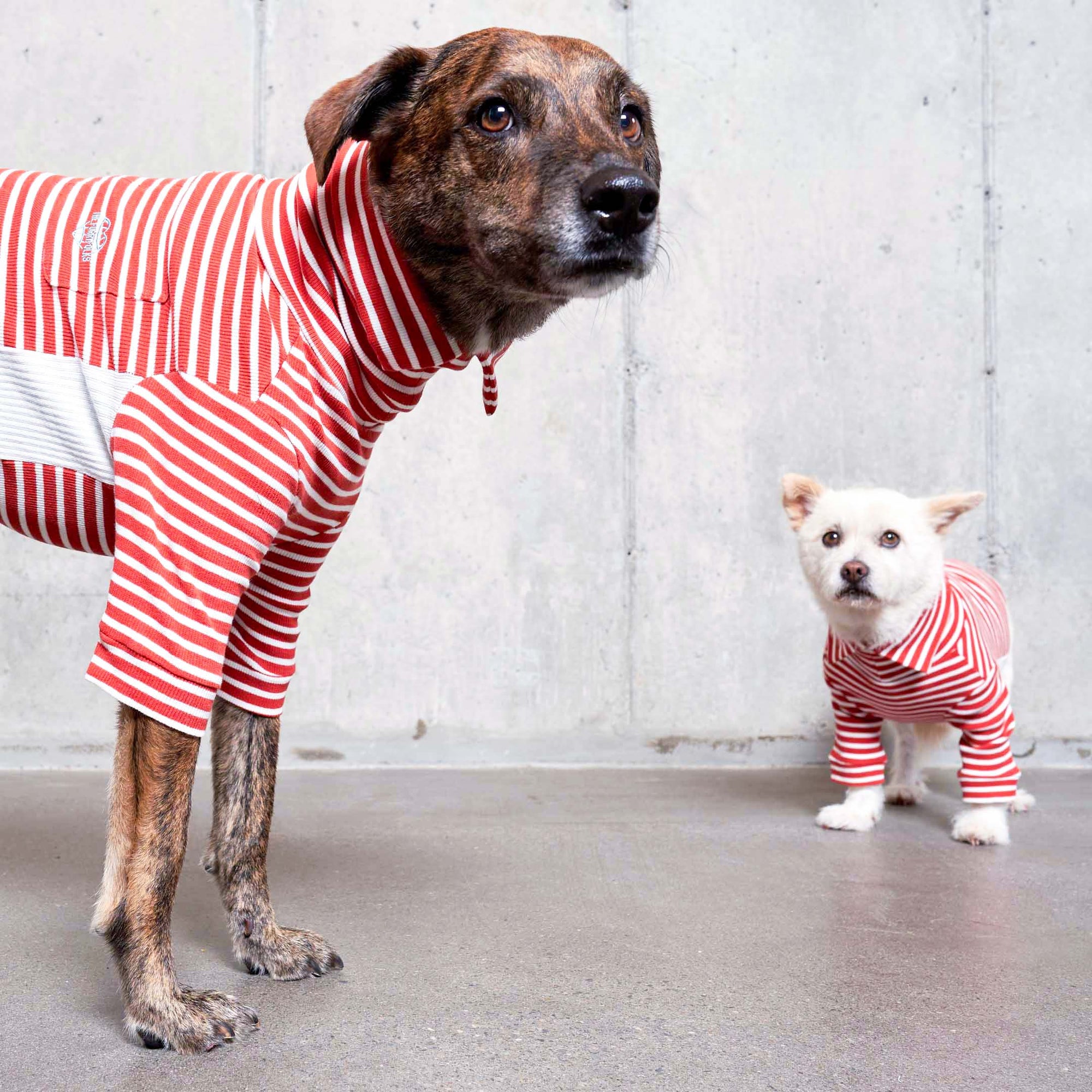 A brindle-coated dog in the foreground wearing a red and white striped turtleneck sweater gazes to the side, while a small white dog in a matching sweater stands in the background, looking towards the camera, both against a concrete wall backdrop.