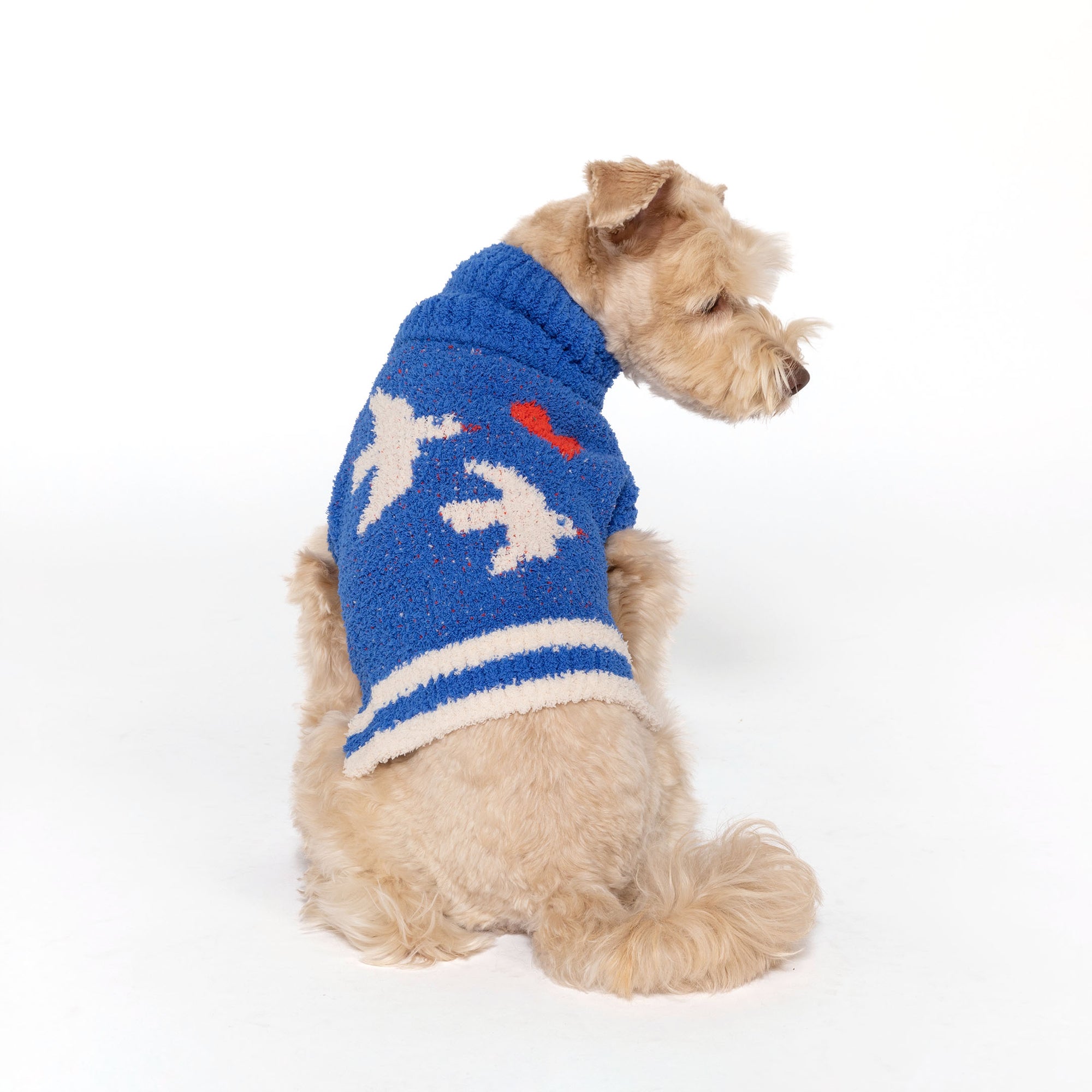 Dog in a blue "The Furryfolks" love birds sweater, gazing to the side, on a white background.