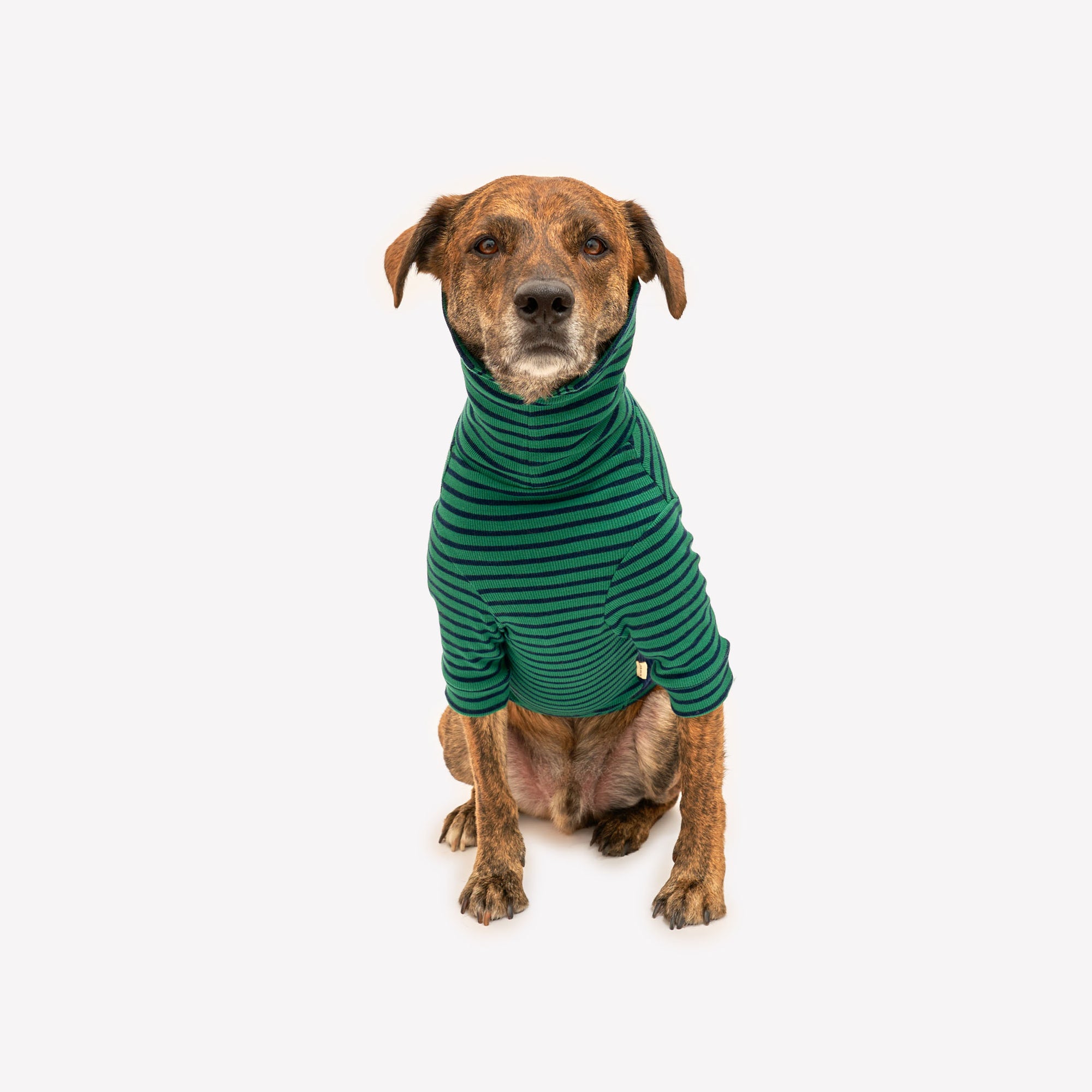 Confident brindle dog sitting in a snug green striped turtleneck, a true trendsetter in canine apparel.