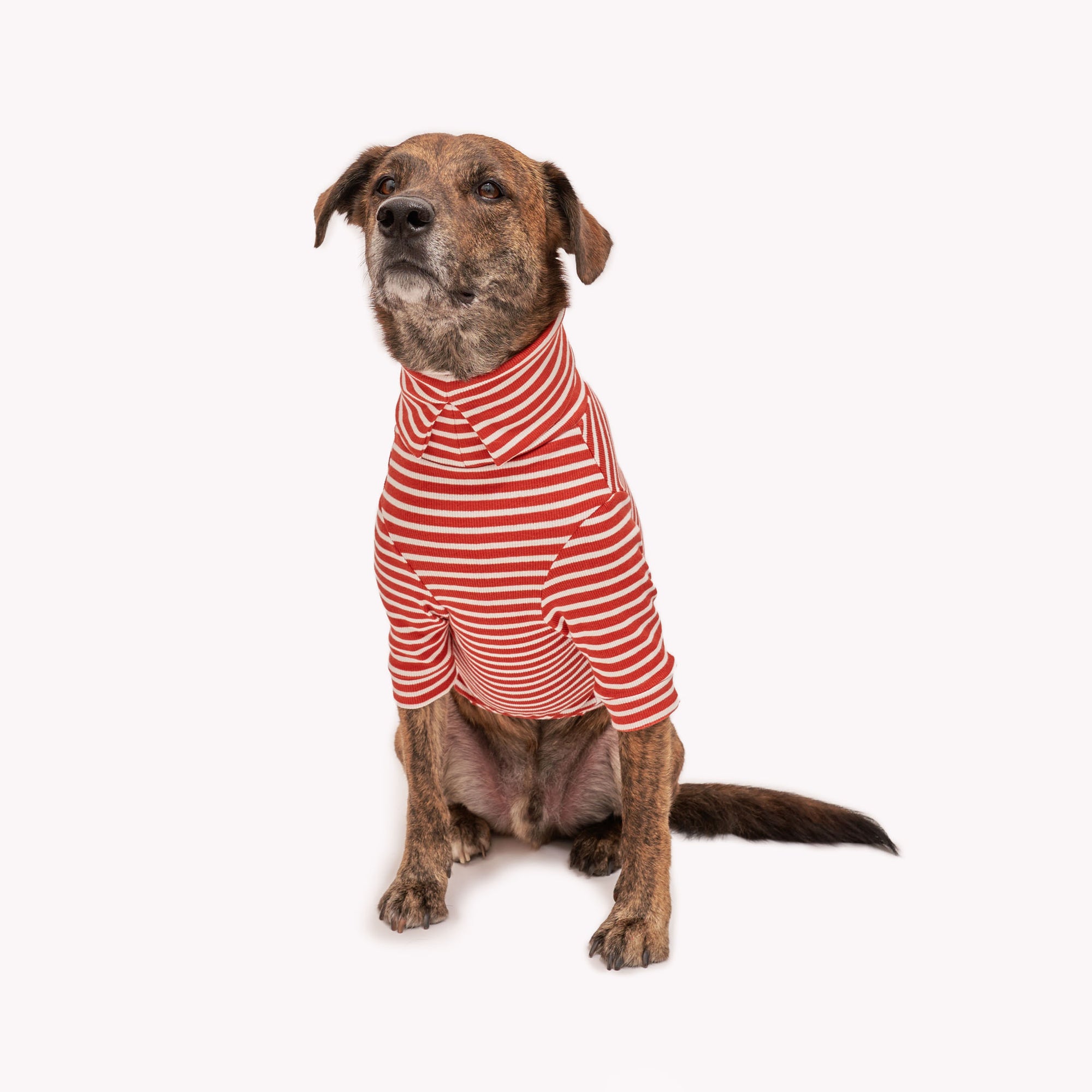 Confident brindle dog sitting in a snug Rust & Ivory  striped turtleneck, a true trendsetter in canine apparel.
