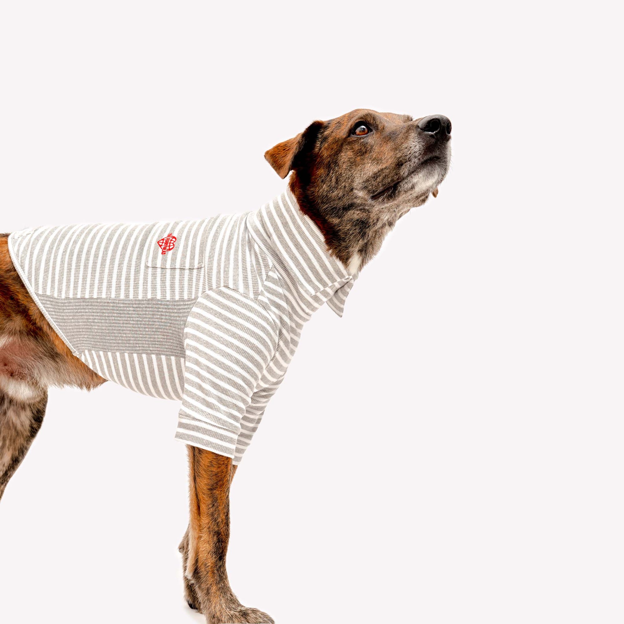 A dog with brindle fur is standing side profile wearing a striped grey and white turtleneck sweater with a small red emblem on the back.