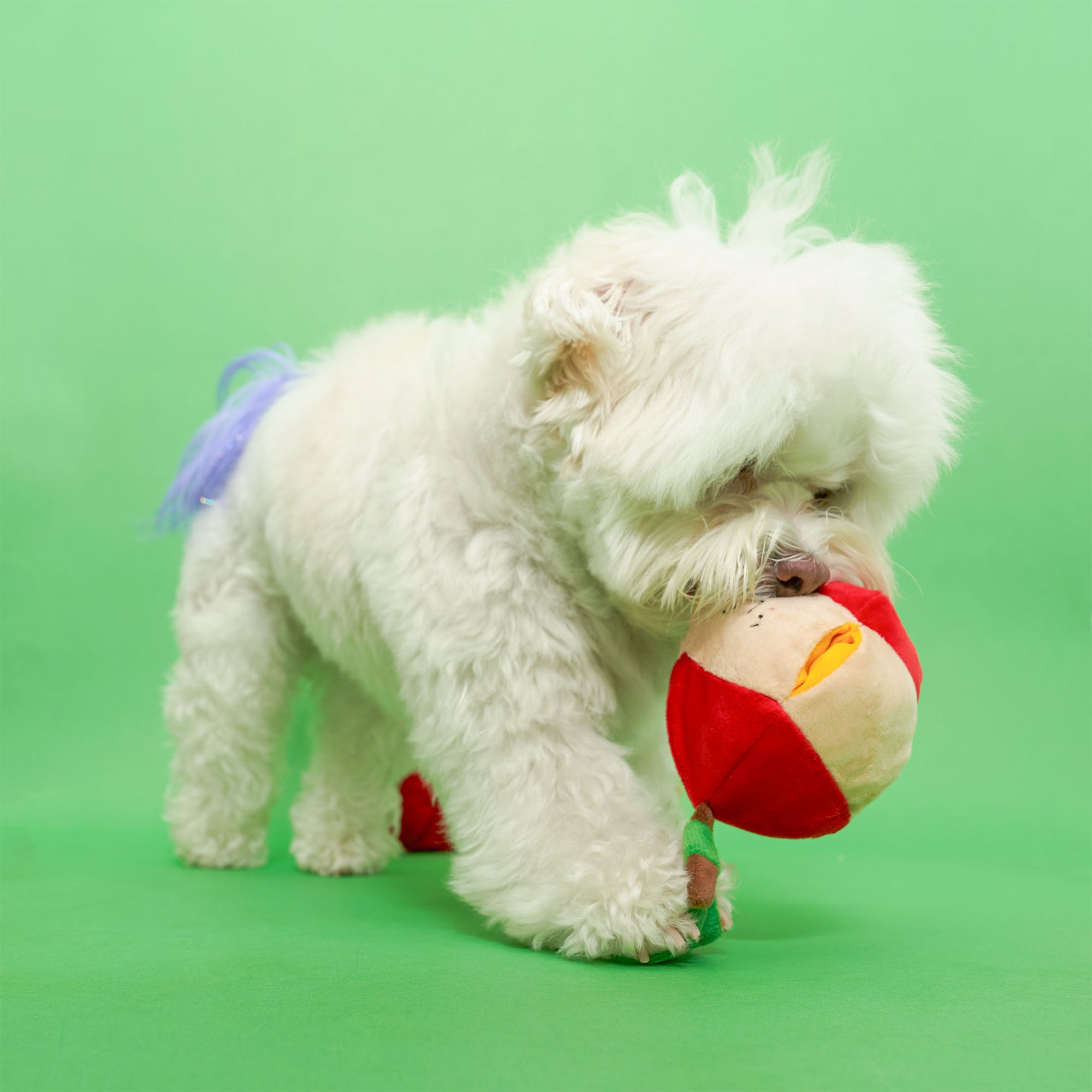 A white fluffy dog with a blue accessory on its back biting a red and white apple-shaped dog toy with a green leaf on a green background.