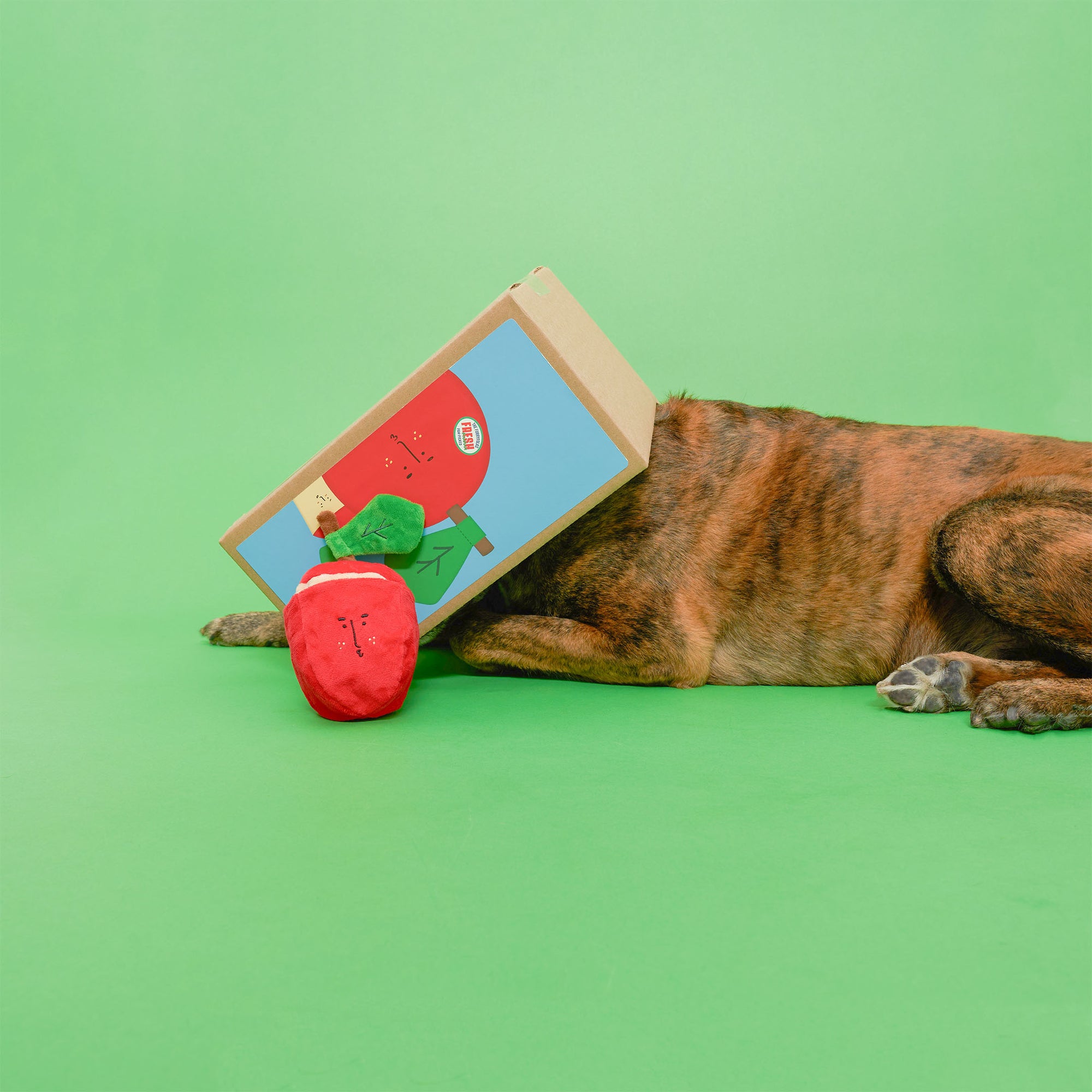 A brown dog lying down on a green background with a cardboard box on its head, and a red apple-shaped dog toy in front of it.
