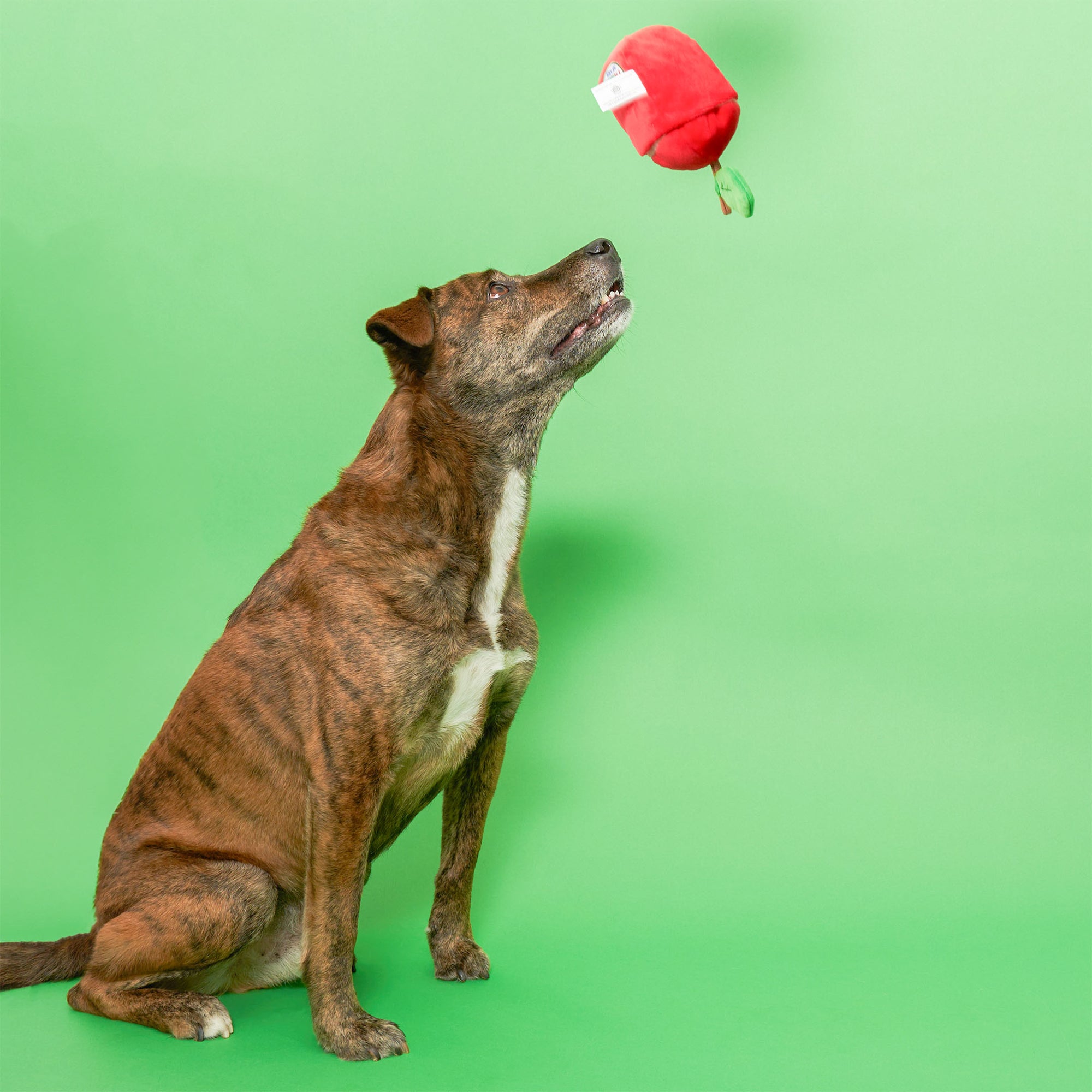 A brown dog sitting on a green background looking up at a red apple-shaped dog toy that is in mid-air.