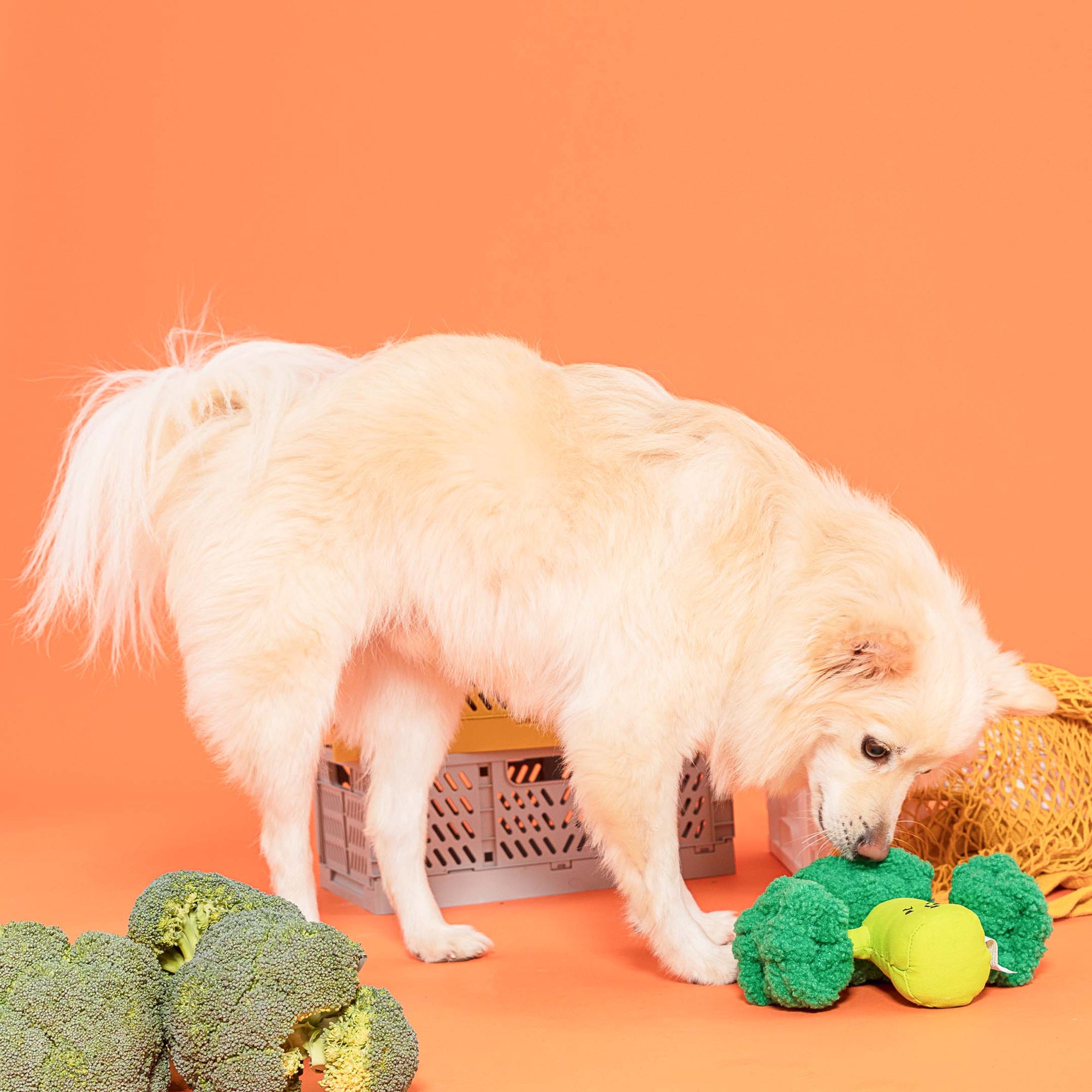 The image shows a light-colored dog with a plush broccoli-shaped nosework toy and actual broccoli heads against an orange background. The toy and real vegetables serve as a playful and educational contrast, engaging the dog's natural sniffing behavior. The setup is likely designed to stimulate the dog's senses and provide mental enrichment through scent discrimination games.