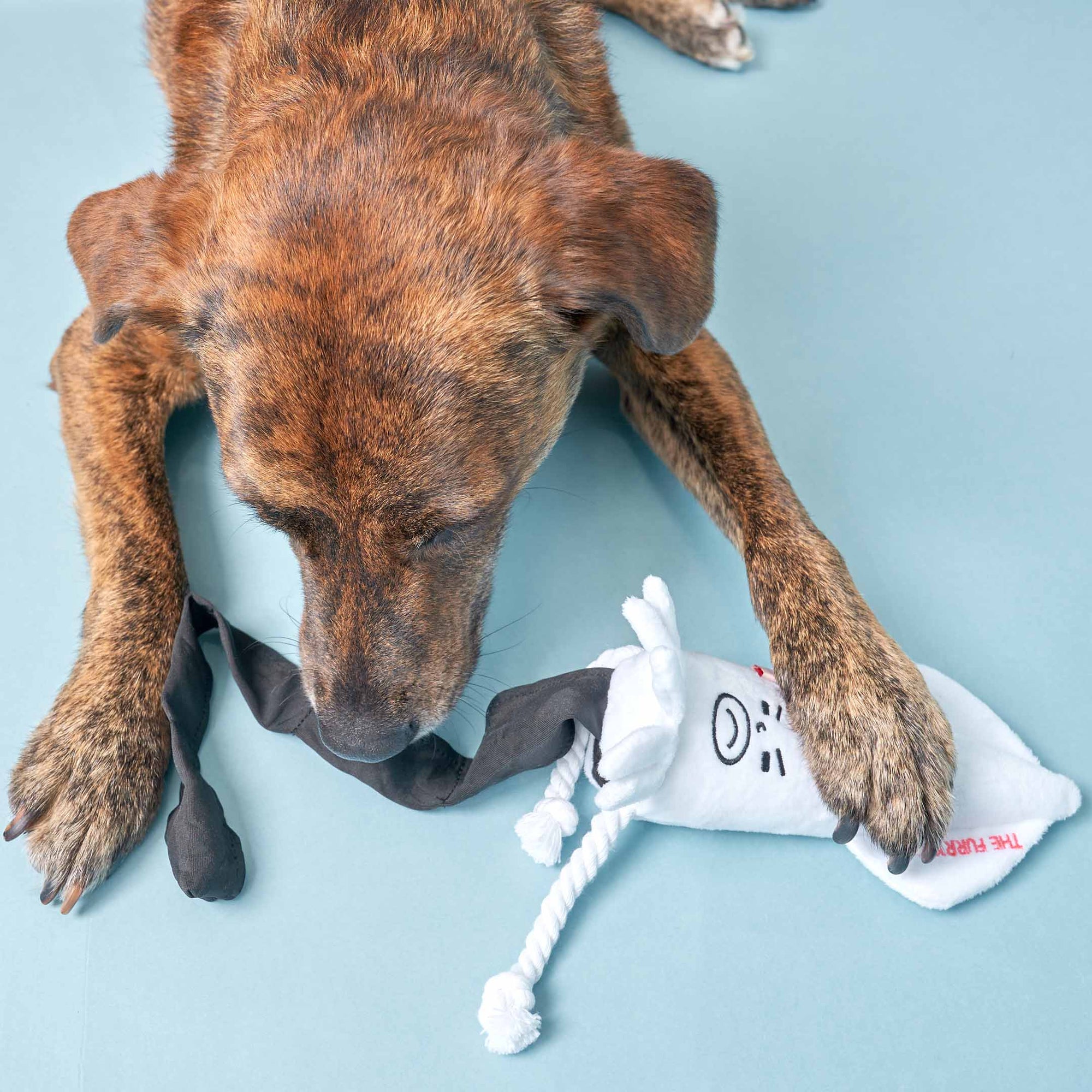 Brindle dog lying down, chewing a playful white squid plush toy.