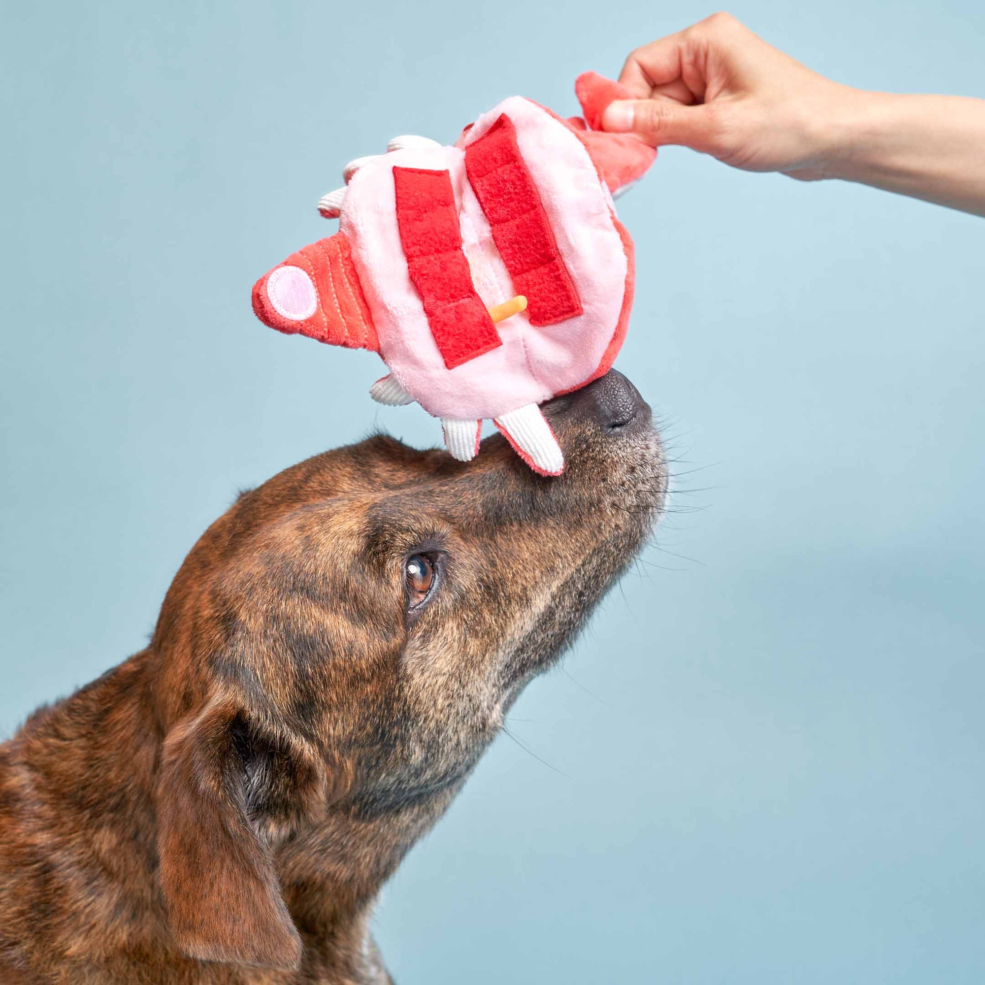 In the image, we see the brindle-coated dog gazing upwards as a human hand is placing the plush red crab toy on the dog's head. The dog's expression is attentive and patient, possibly waiting for a command or the next step in the game. This kind of training exercise is common in building discipline and focus in dogs, often used in conjunction with positive reinforcement. The soft blue background keeps the focus on the interaction between the dog, the toy, and the person involved in the activity.