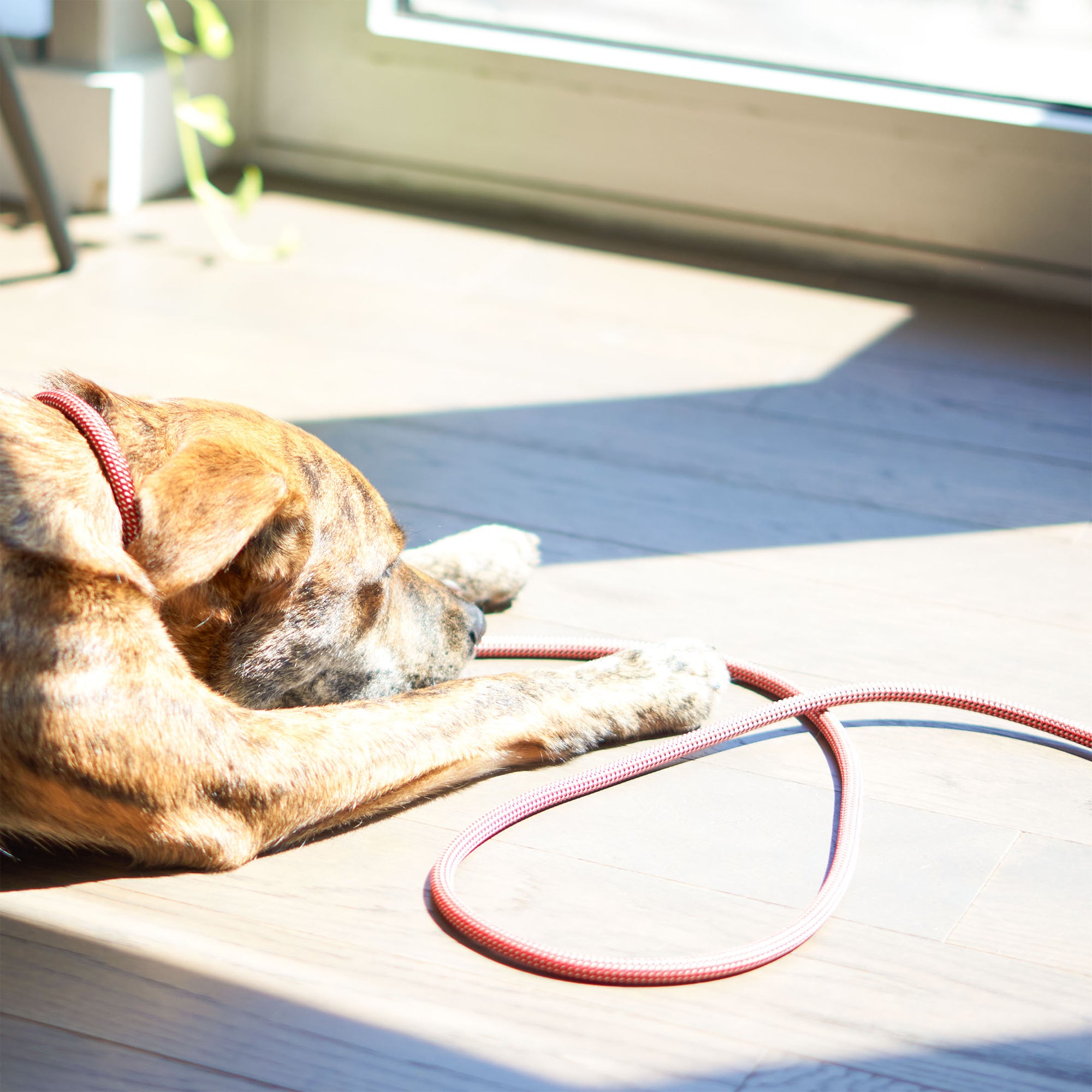The image captures a brindle dog lying peacefully on the floor, bathed in sunlight. The dog is near a red leash, which suggests a moment of rest before or after a walk. The warm lighting and the dog's relaxed posture contribute to a serene and contented scene.