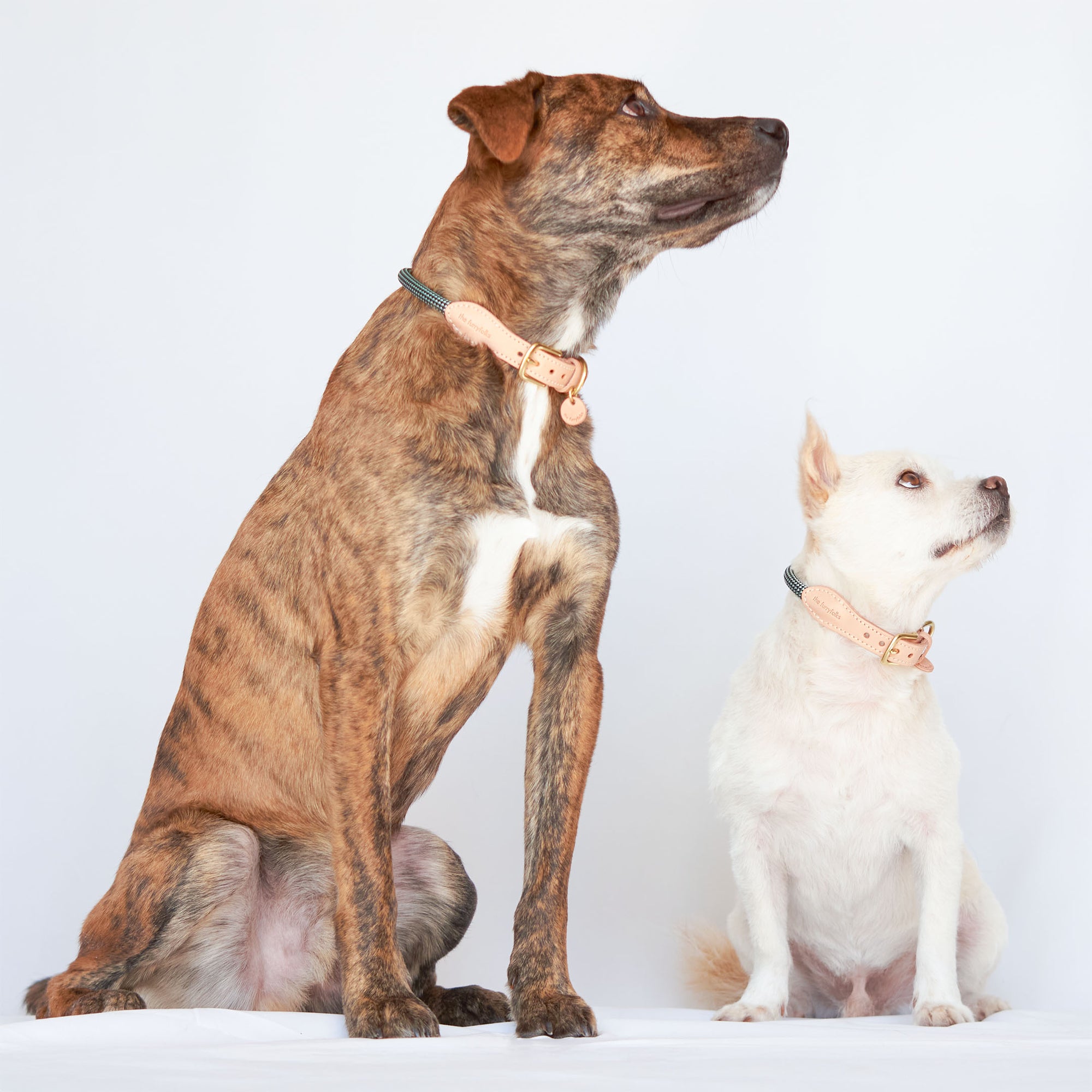 The image depicts two dogs sitting side by side against a white backdrop. The dog on the left is brindle with a lean build and is wearing a collar with a teal and black woven pattern and tan leather accents, likely from the same set we've seen earlier by "The Furryfolks". The smaller, white dog on the right sports a similar style collar but with a different color scheme, suggesting the brand offers a variety of options. Both animals appear calm and attentive, posing for the photo with a dignified posture.