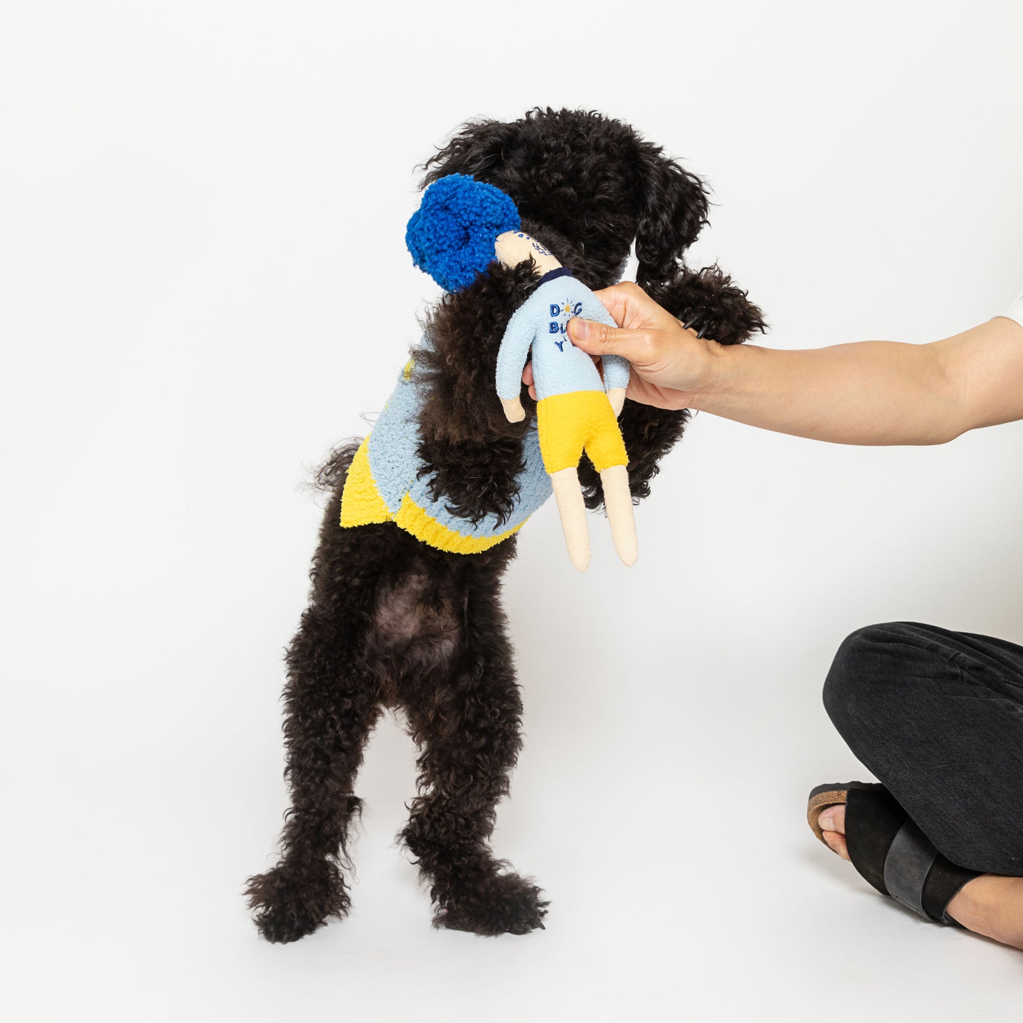 In the photo, a black curly-haired dog is standing on its hind legs, interacting with a blue-haired, doll-shaped nosework toy that a person is holding in front of it. The dog is wearing a blue and yellow sweater, and its playful stance against the white background highlights its engagement with the toy, which is designed to provide mental stimulation and play for pets.
