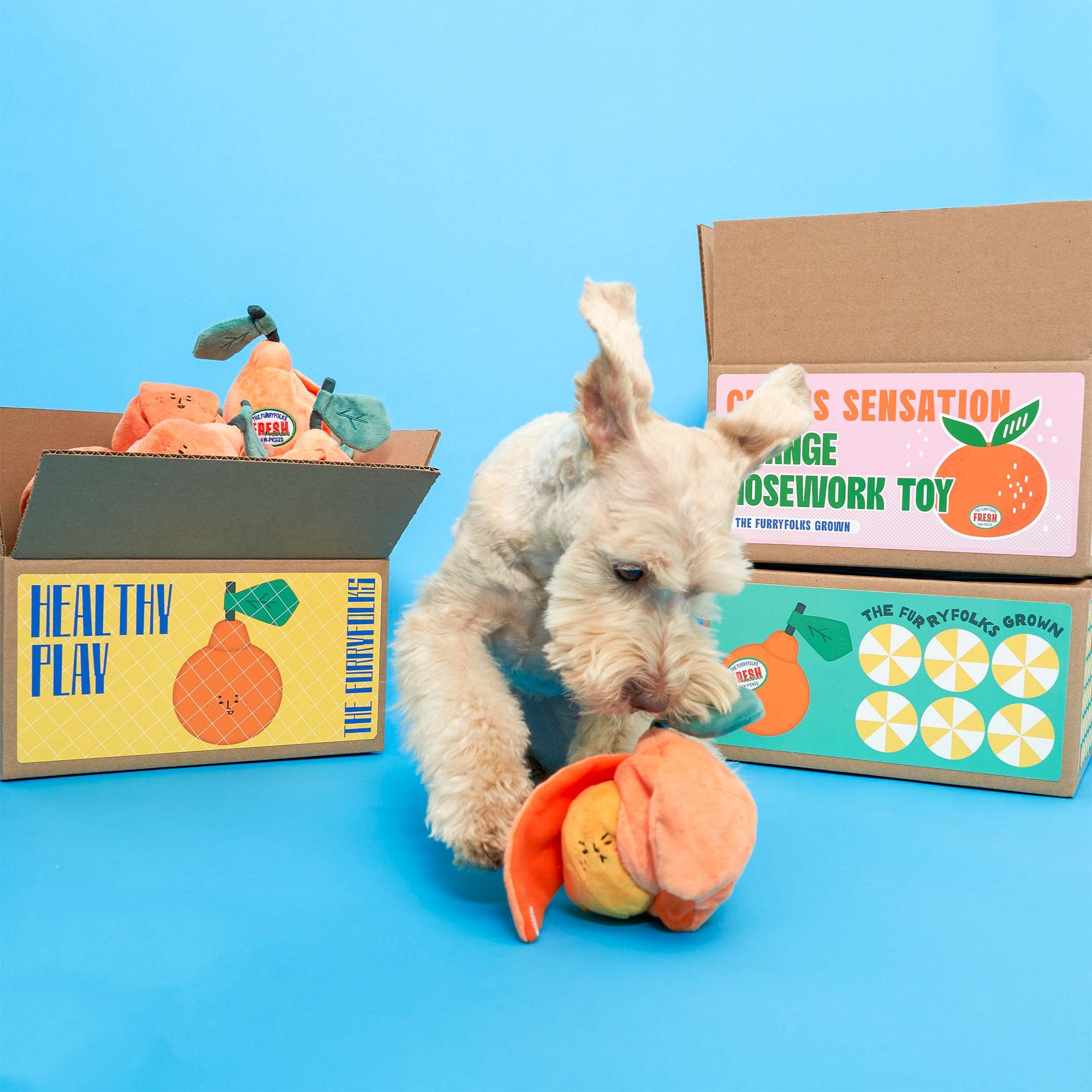  A white dog with one ear up is engaging with an orange-shaped dog toy on a blue background. In the background, there are cardboard boxes labeled "Healthy Play" and "Citrus Sensation Orange Nosework Toy by The Furryfolks Grown".