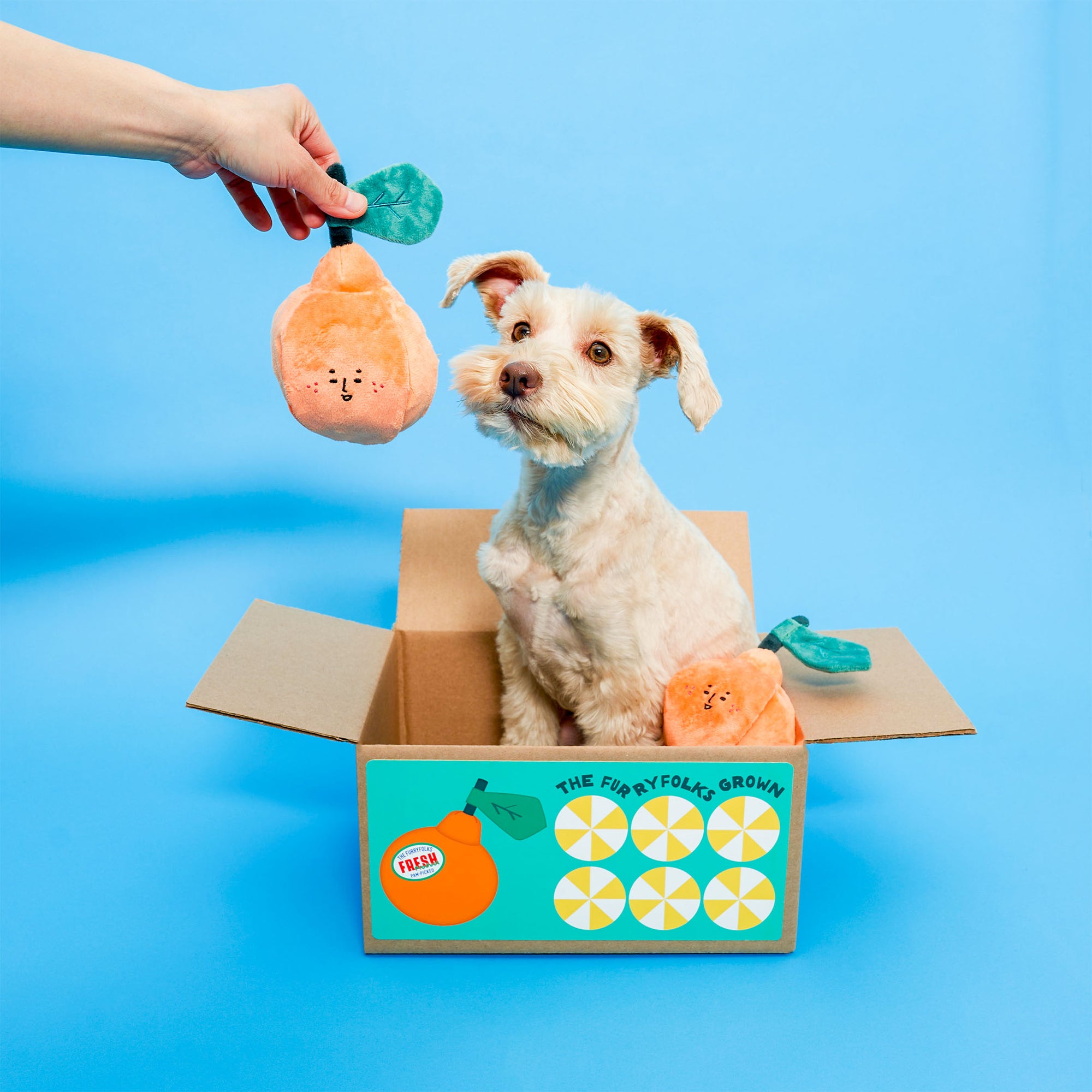 A light-colored dog with one ear perked up is looking attentively at an orange-shaped dog toy being held by a person’s hand. The dog is sitting in a cardboard box with a blue background, and beside it is a package labeled "The Furryfolks Grown".